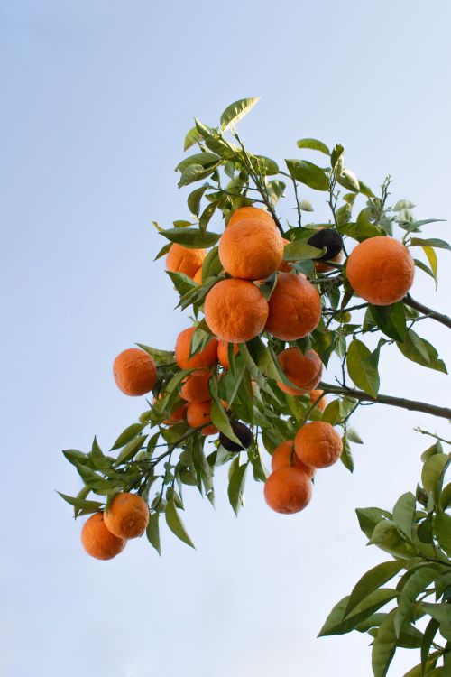 Free Vibrant tangerines hanging on a tree branch with a clear sky backdrop in Antalya, Türkiye. Stock Photo