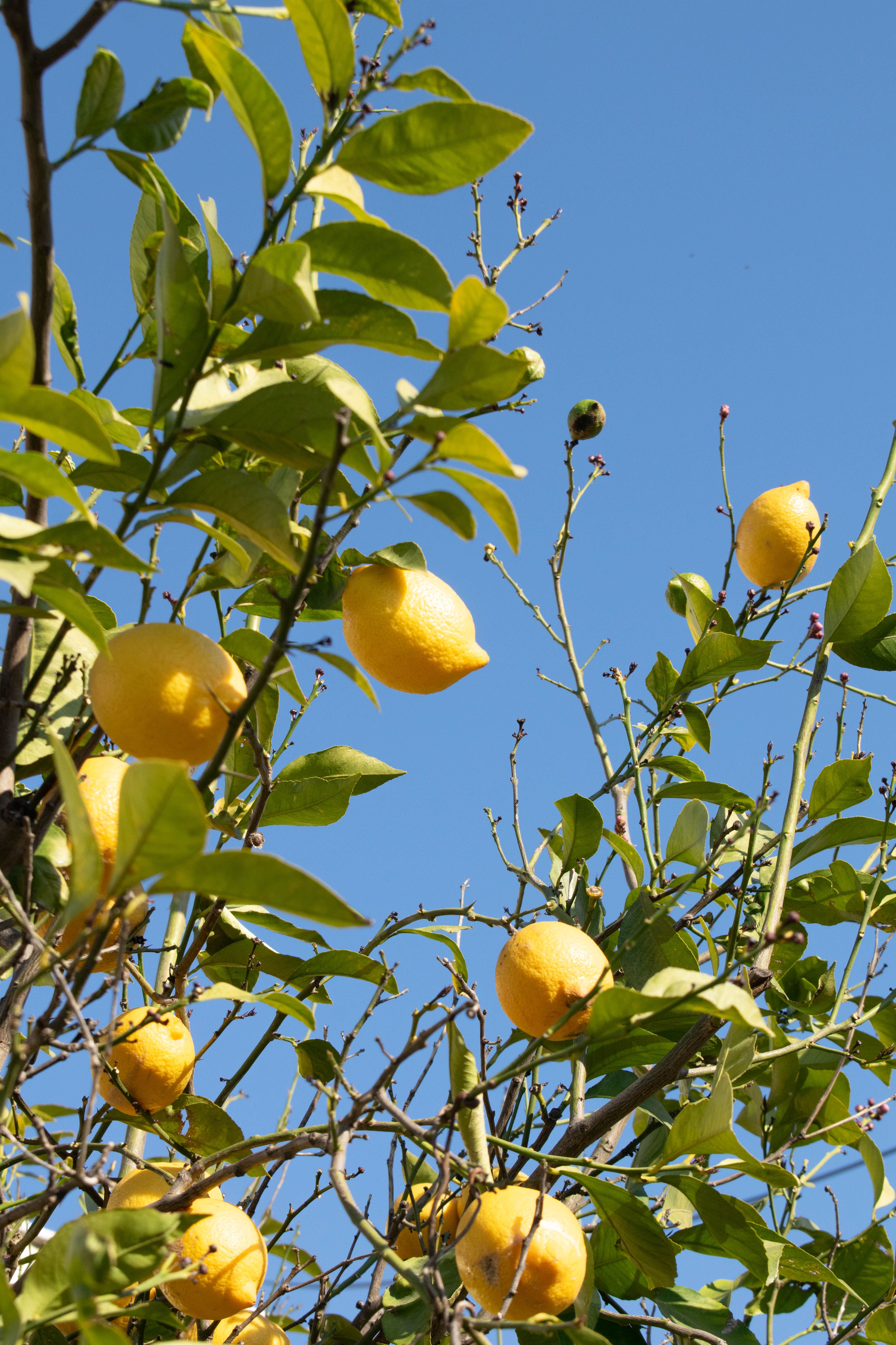 Vibrant lemon tree with ripe yellow lemons against a bright blue sky in Antalya, Türkiye.