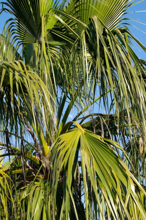 Free Vibrant green palm leaves under the clear summer sky in Antalya, Türkiye. Stock Photo