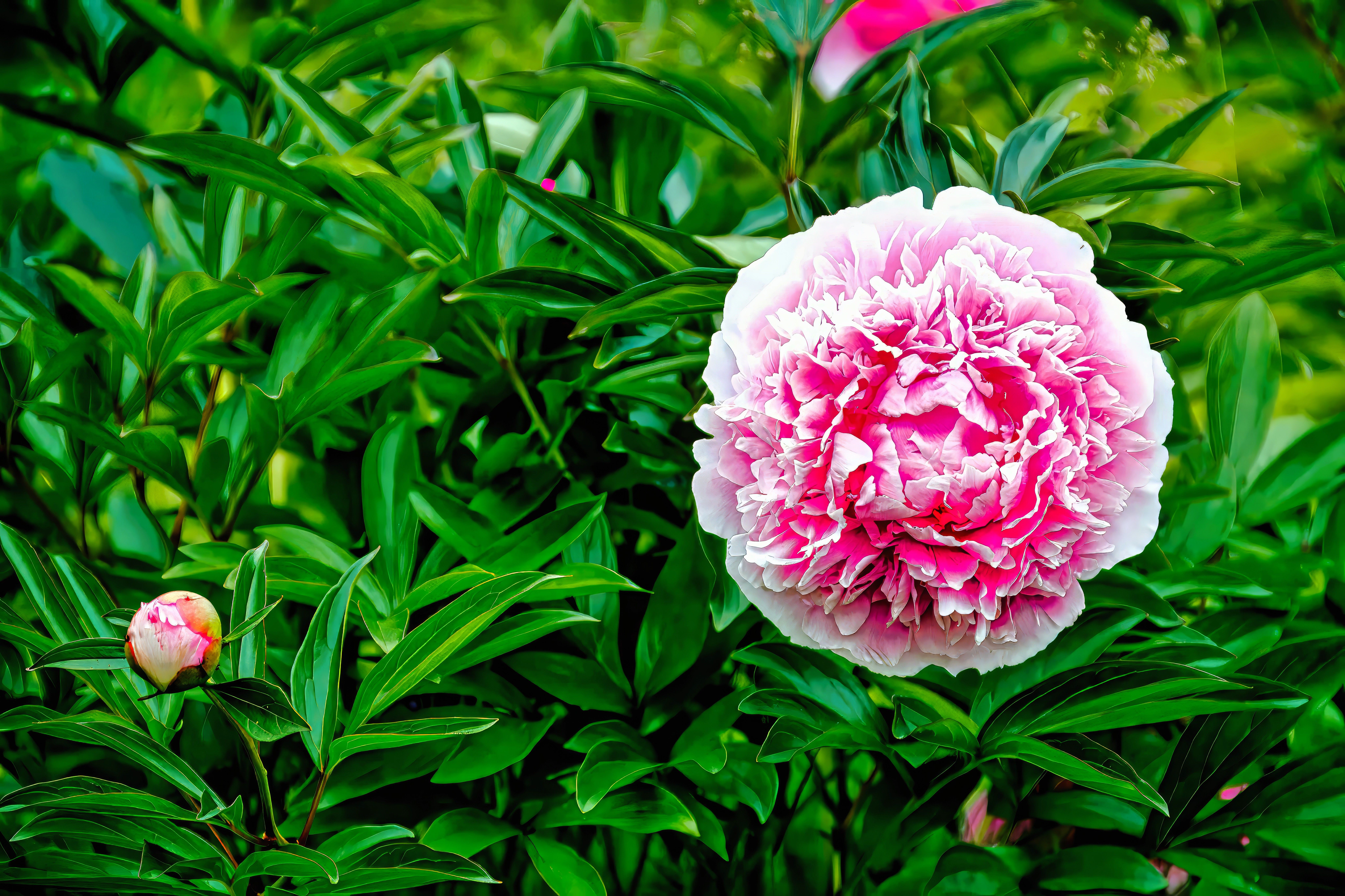 Close-up of Vibrant Pink Peony in Green Foliage · Free Stock Photo