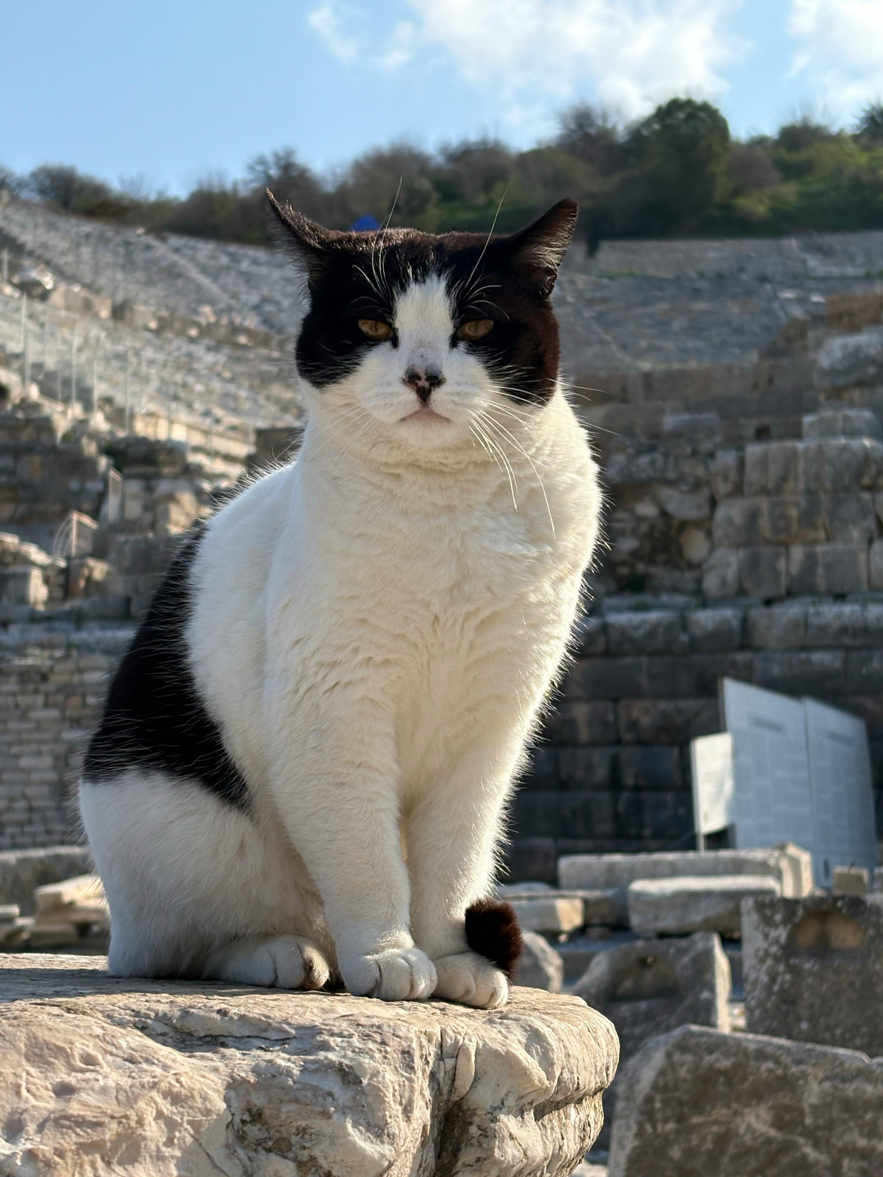 A stray cat perched on ancient ruins in Ephesus, İzmir, Türkiye, during a sunny day.