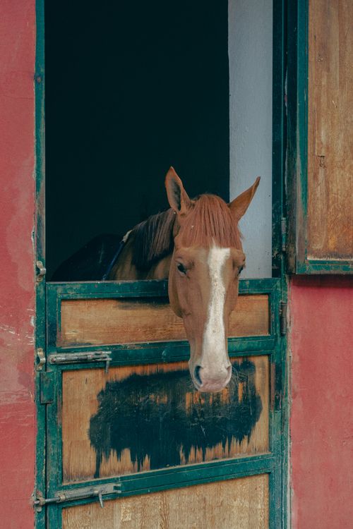 Free A calm chestnut horse looks out from a rustic stable door with green wood accents. Stock Photo