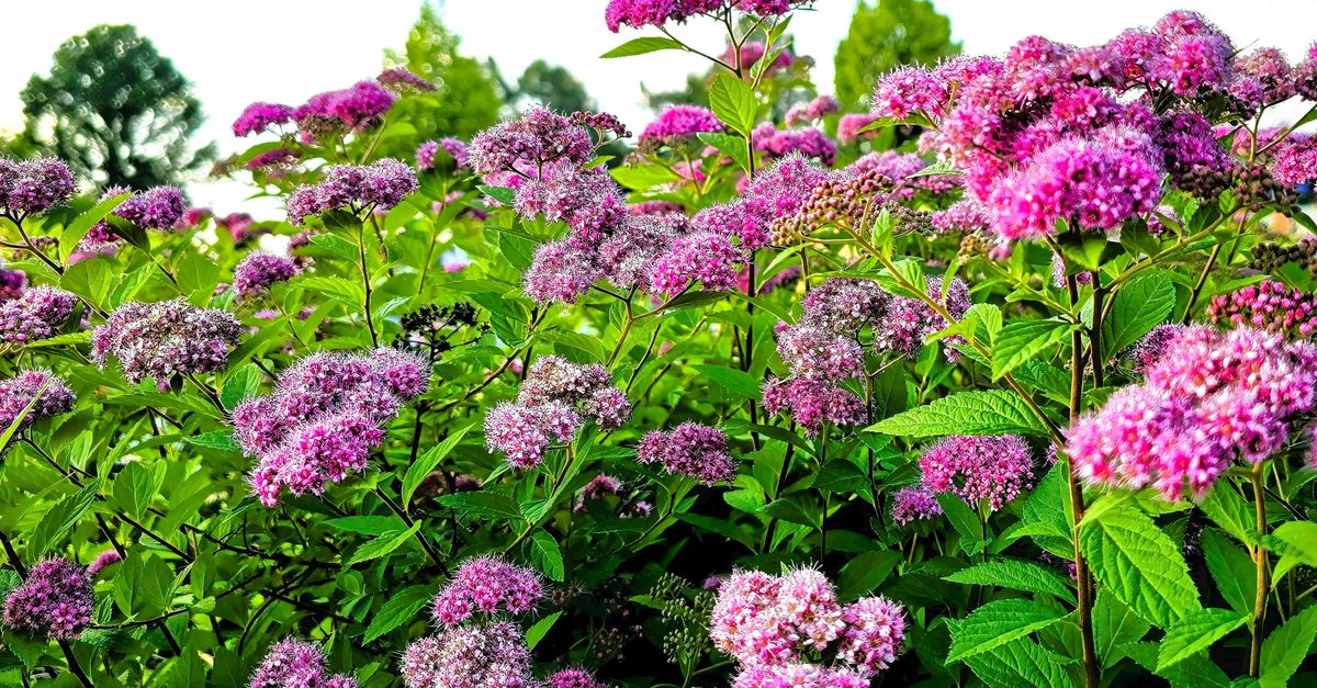 10 Astuces pour Créer un Jardin Florissant Toute l'Année