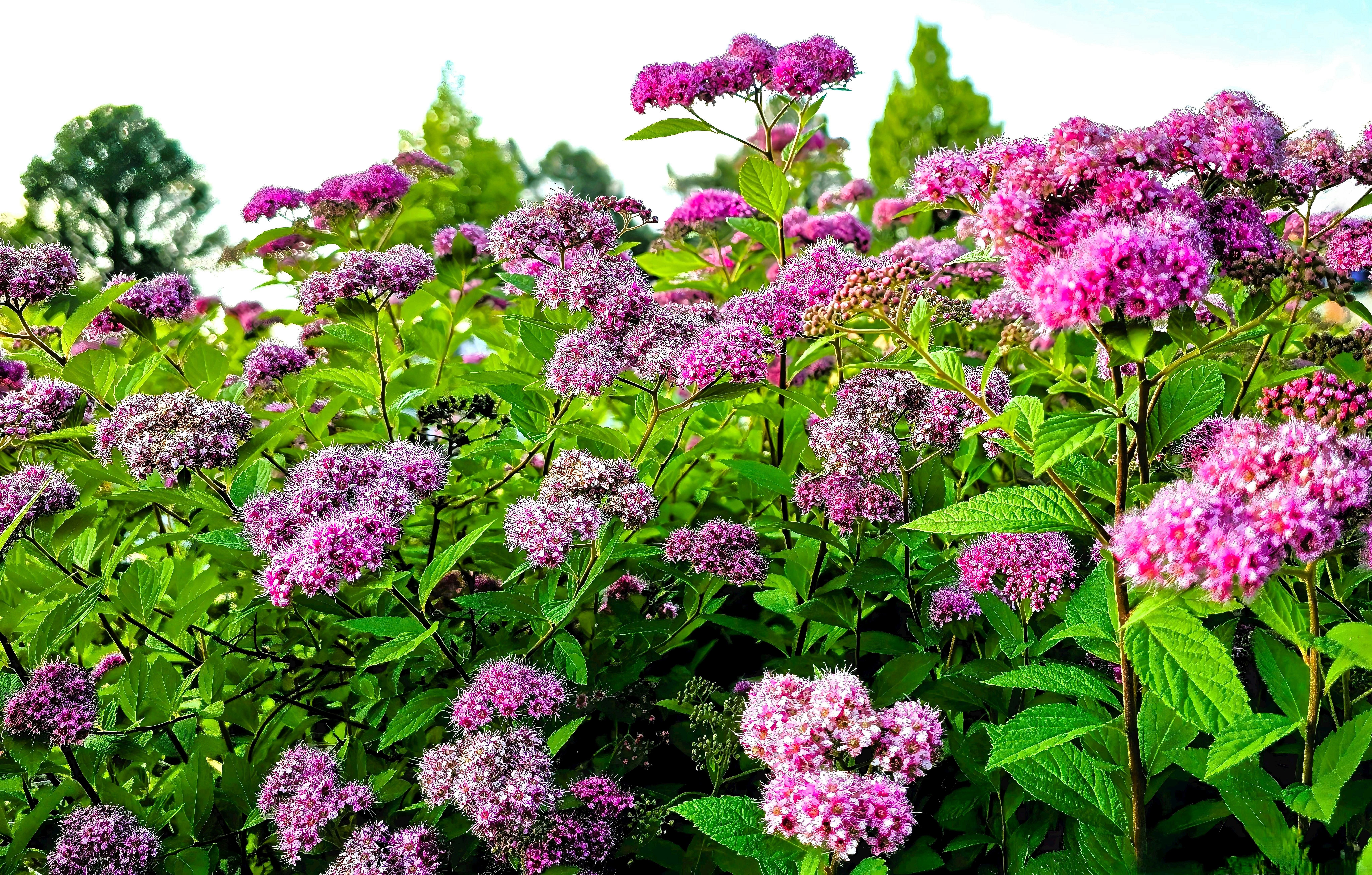 Vibrant Pink and Green Spirea Blossoms in Summer · Free Stock Photo