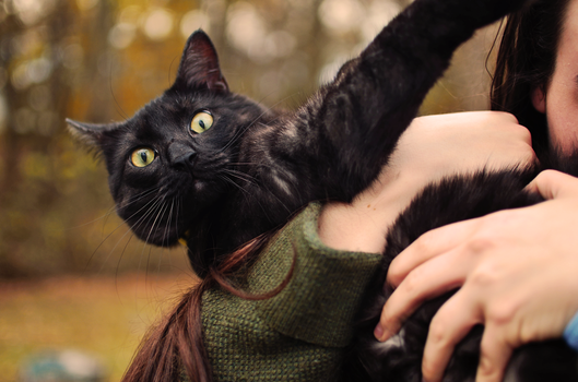一只可爱的黑猫睁着明亮的眼睛，被人抱着在外面享受一天的时光