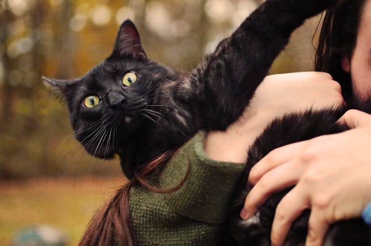 Selective Focus Close-up Photo Of Person Carrying A Black Cat