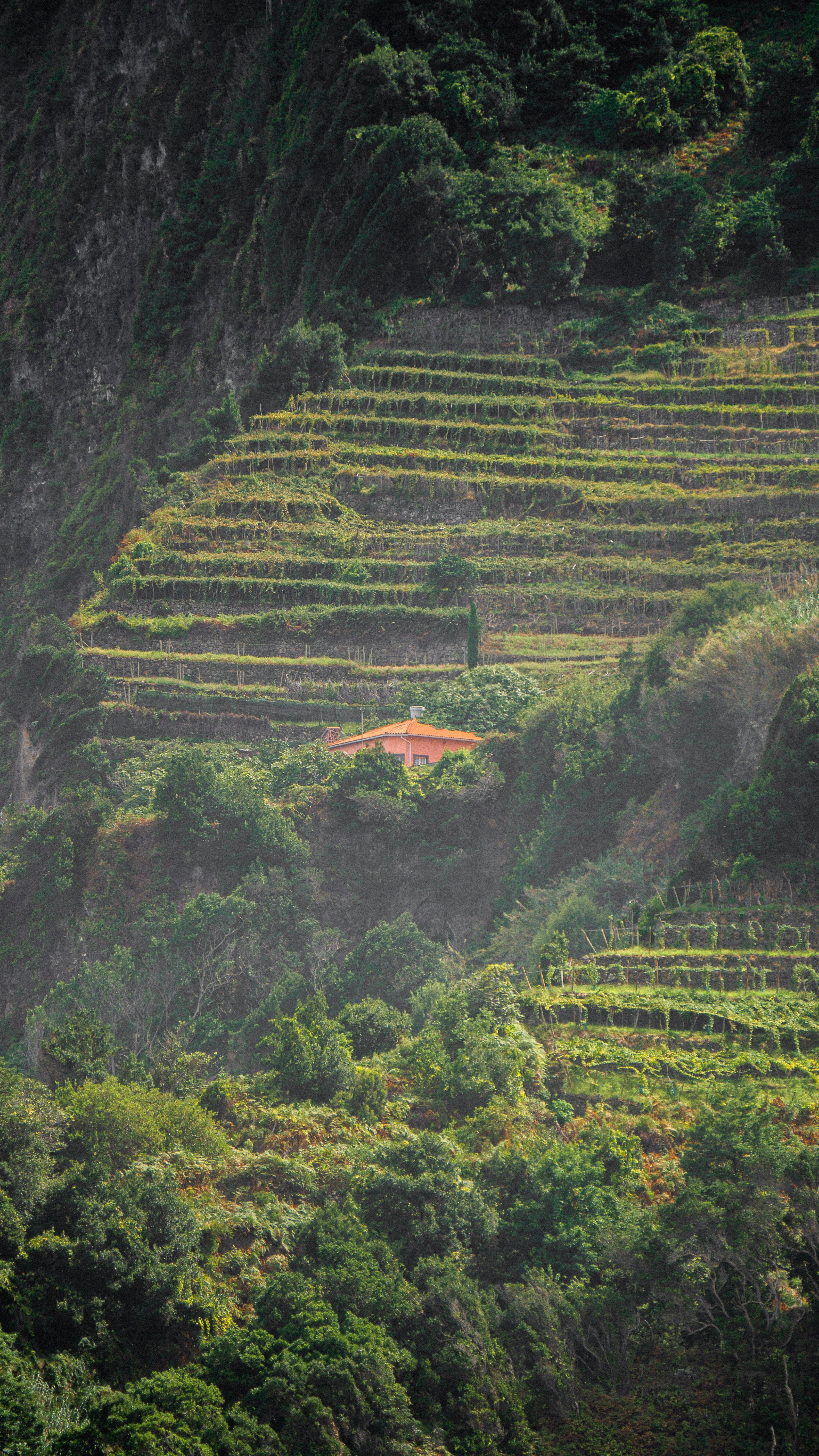 A vibrant view of terraced vineyards in Madeira, Portugal with a picturesque red-roofed house.