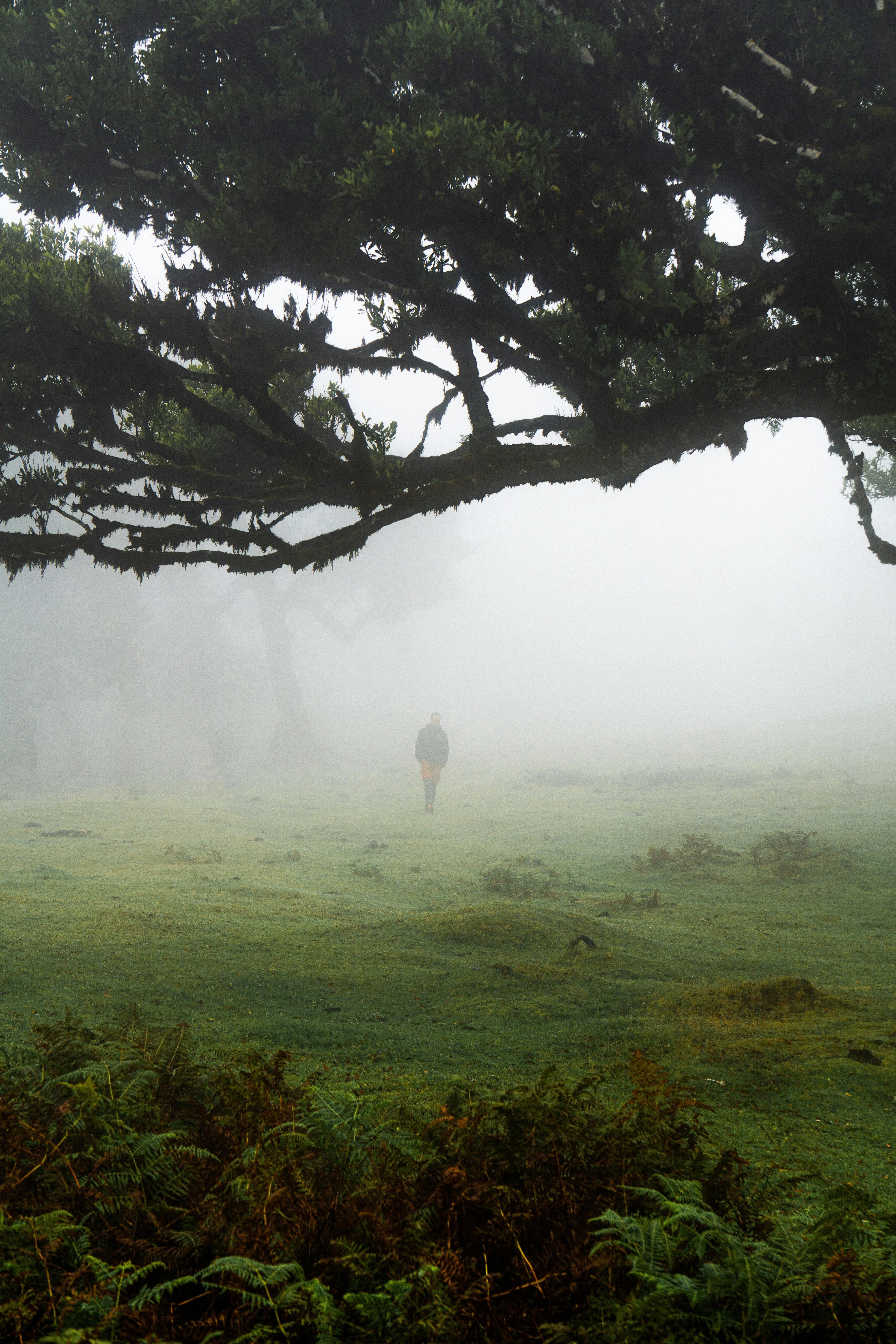 Solitary figure walks through a misty forest in Madeira, Portugal, evoking tranquility and mystery.