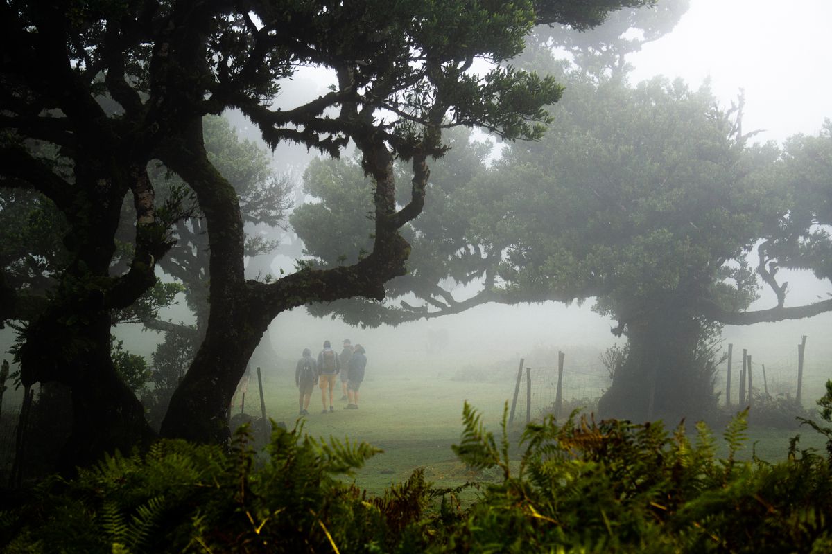 Wanderer im nebligen Lorbeerwald entlang einer Levada auf Madeira