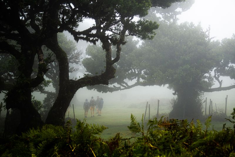 Wanderer im nebligen Lorbeerwald auf Madeira