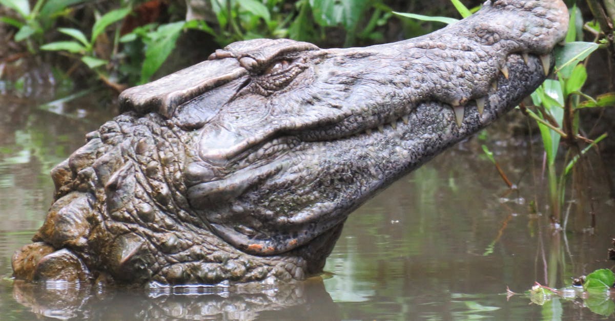 Free stock photo of alligator, searching, smile