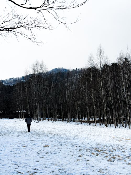 Free A solitary figure walks through a snow-covered forest in winter. Stock Photo