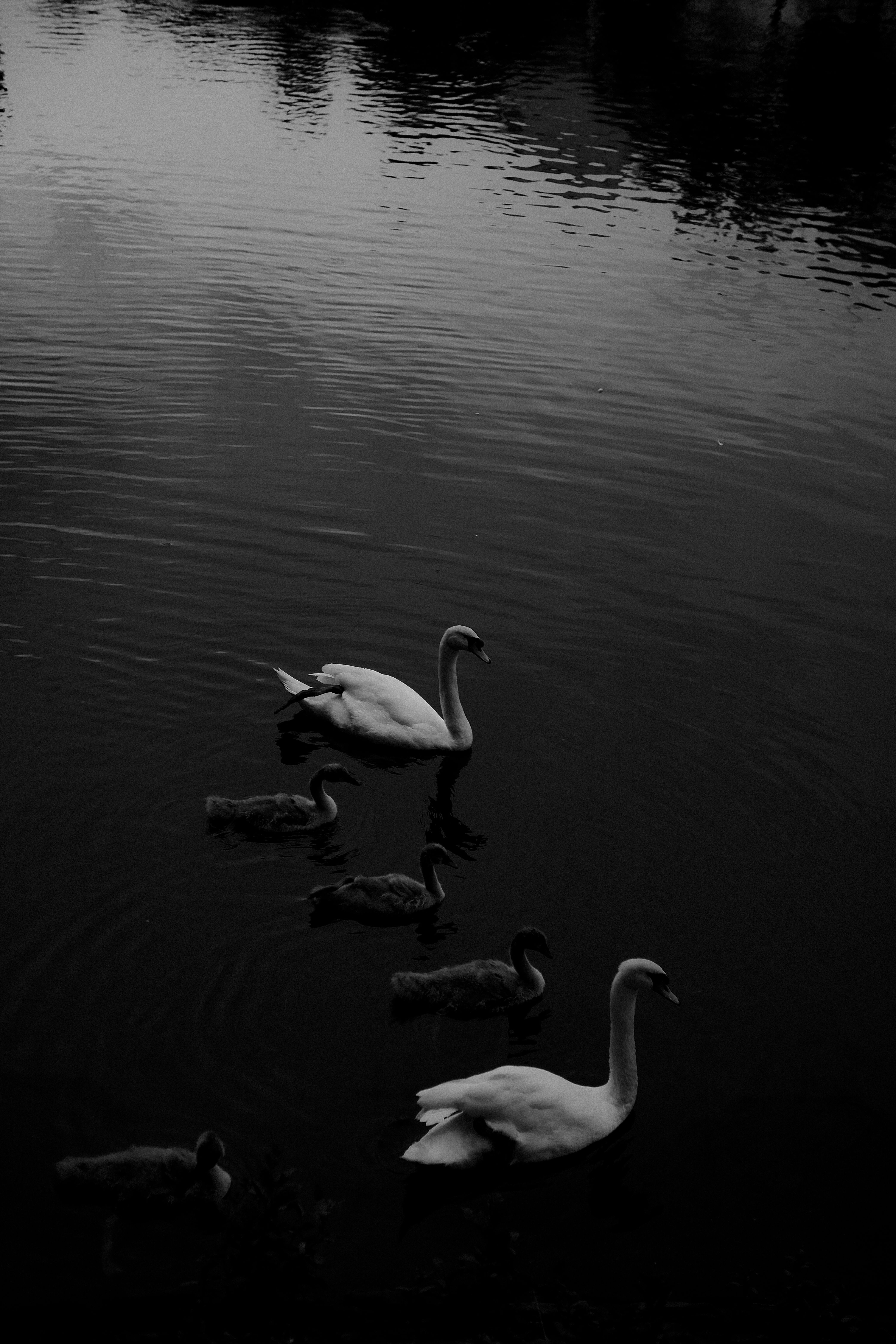 A peaceful scene of swans and cygnets swimming on a tranquil lake in black and white.