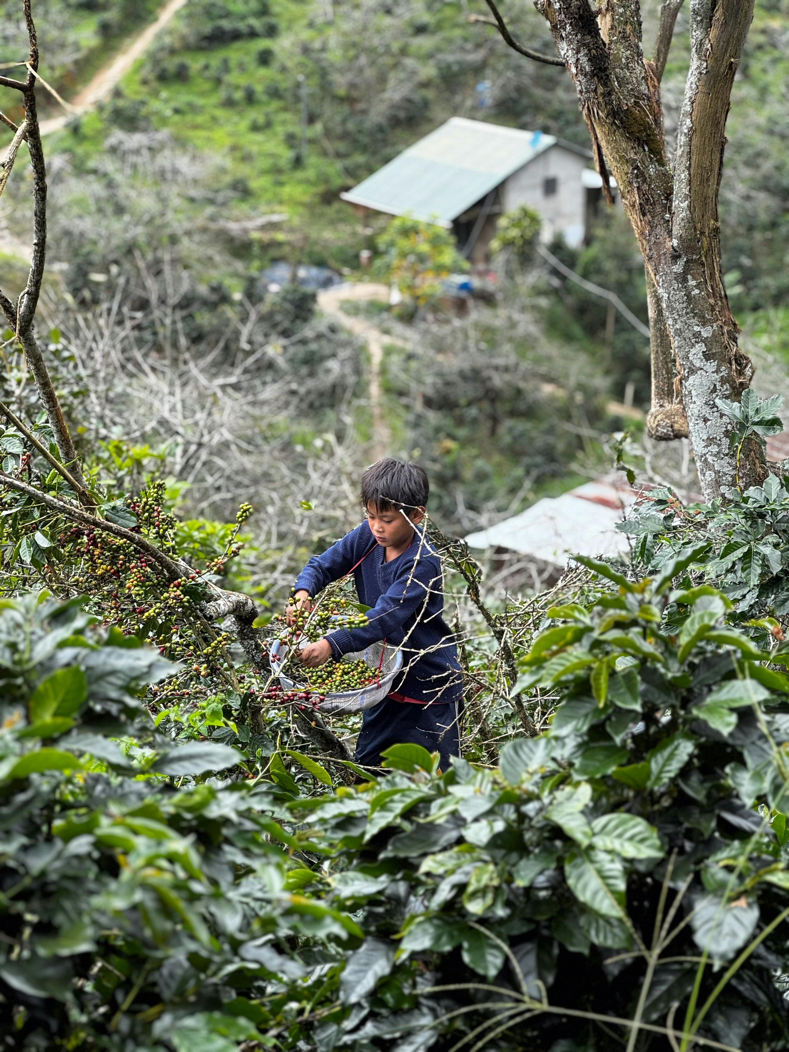 young farmer harvesting coffee in vietnam
