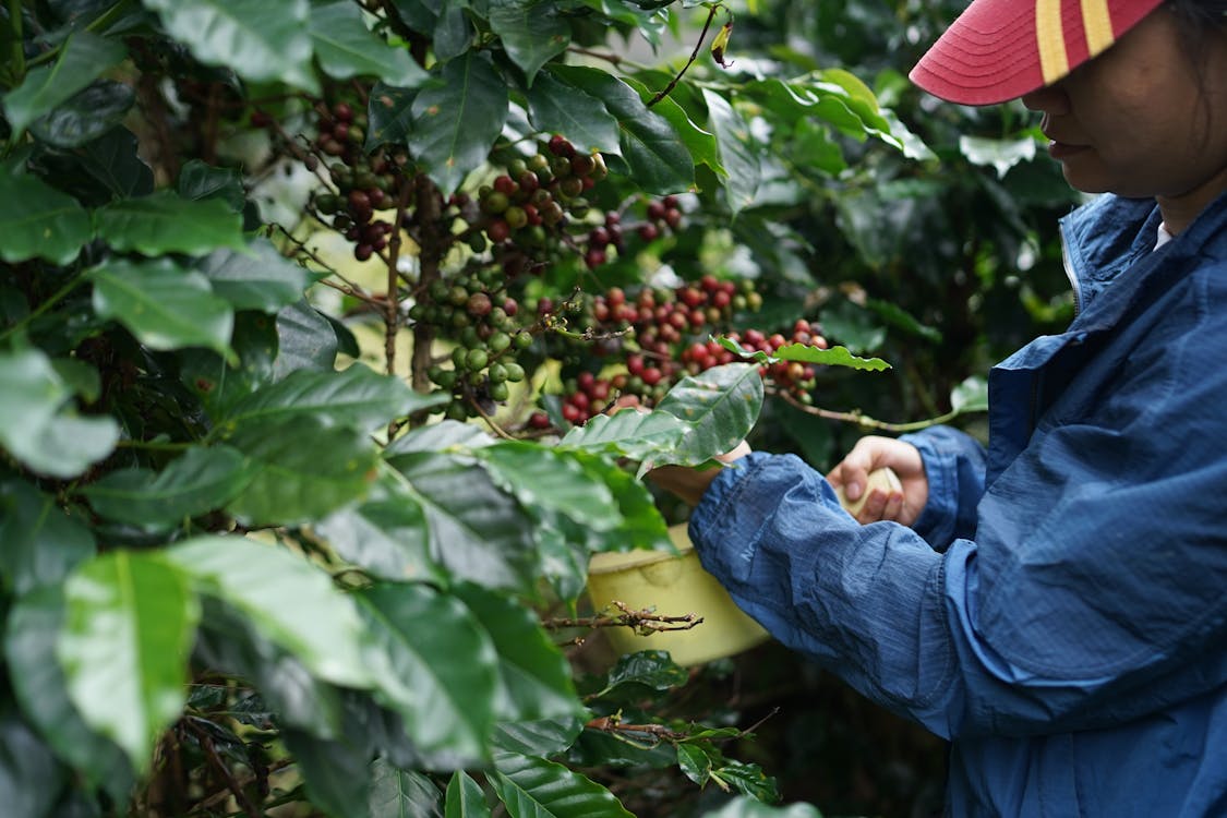 Key Sustainable Coffee Farming Practices