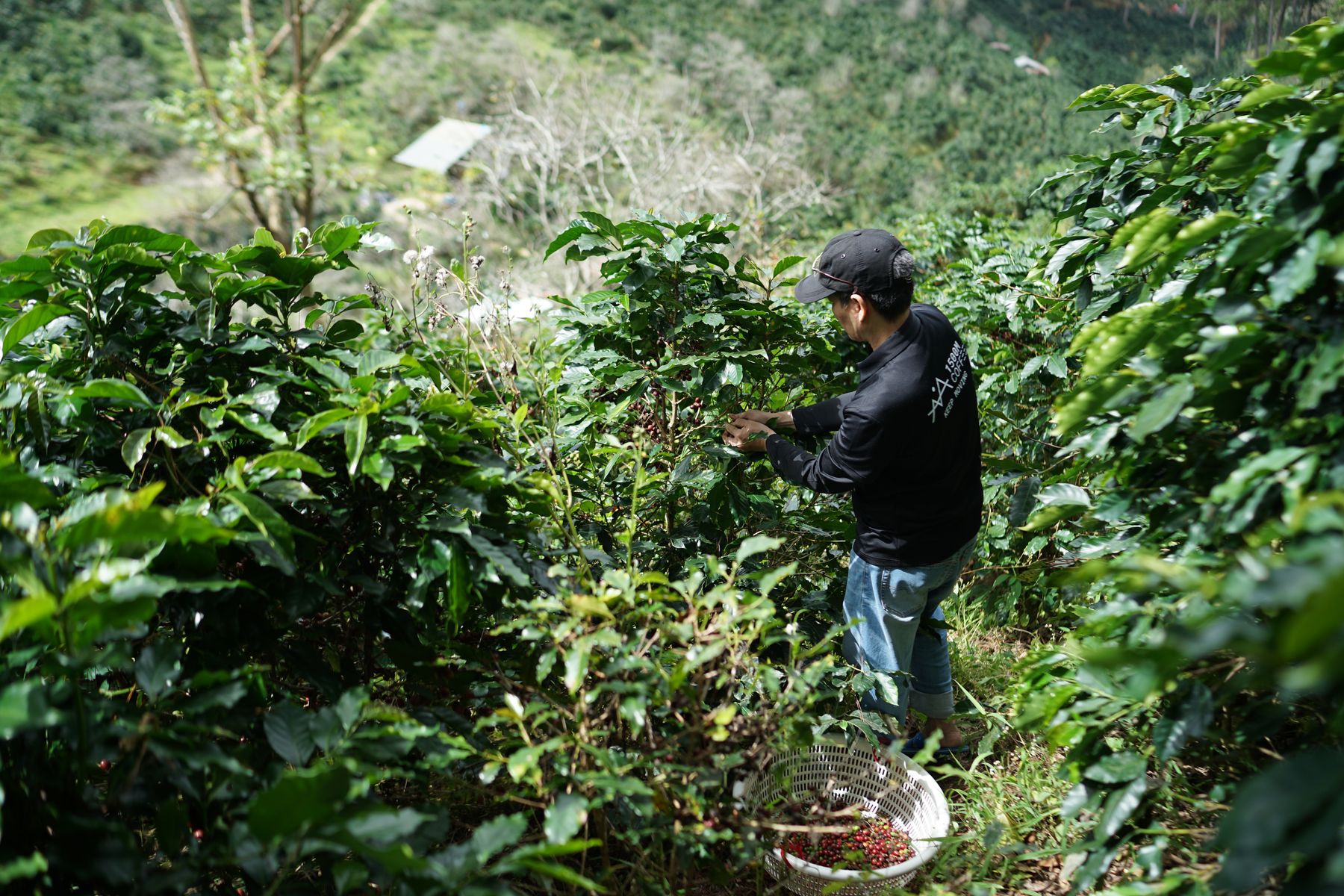 Produtor trabalhando numa lavoura de café em encosta, entre as ruas de plantio
