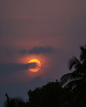 Captivating sunrise over palm trees in Gokarna, India with a golden orange sky.