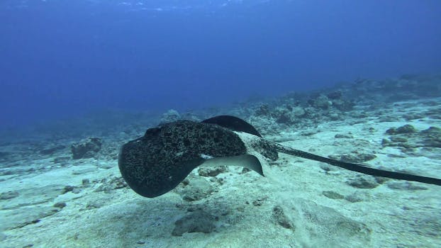 Saipan, Northern Mariana Islands photo 5