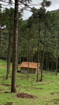 A serene wooden cabin nestled among tall trees in a lush green forest.