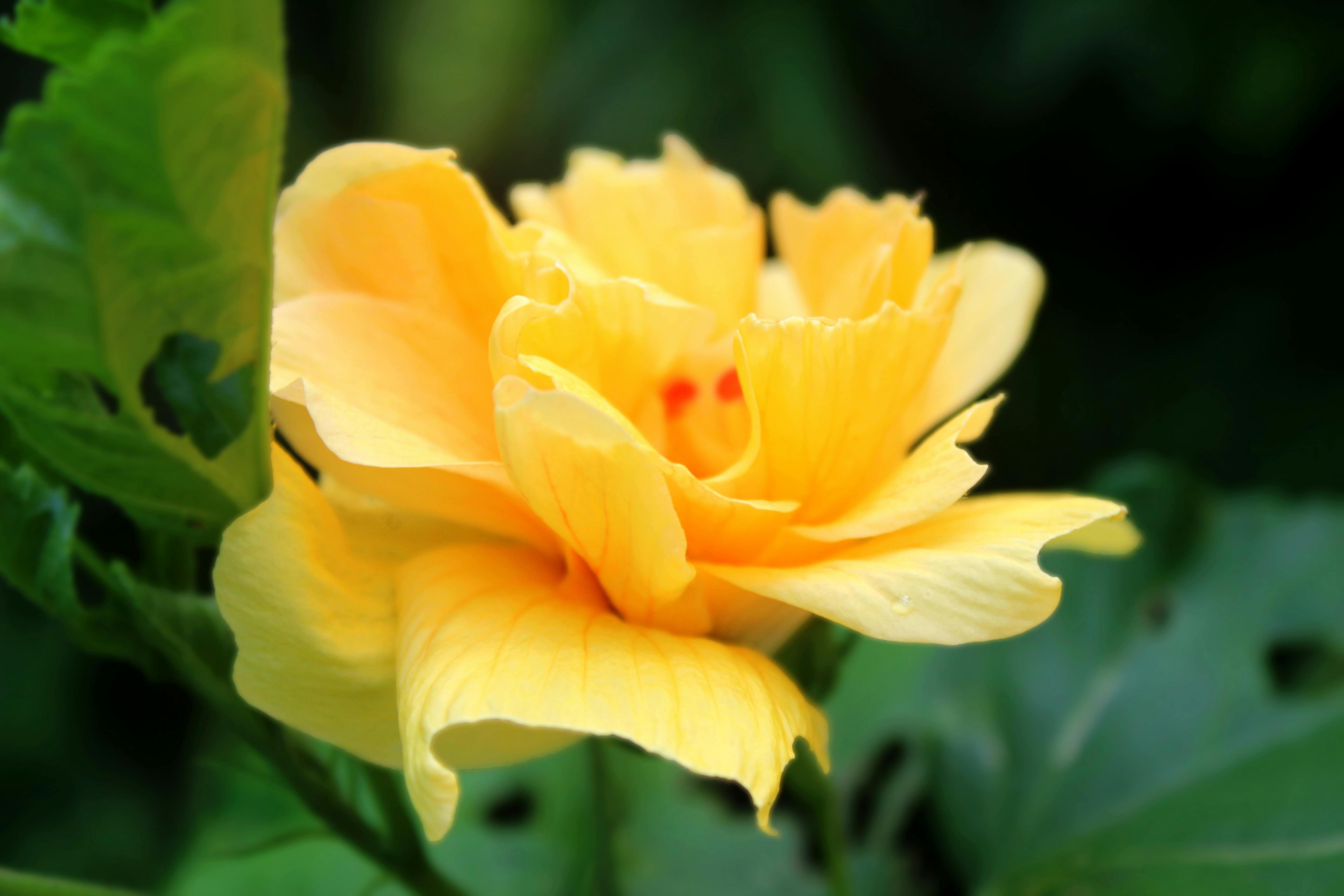 Free stock photo of beautiful flower, beautiful flowers, beauty in nature