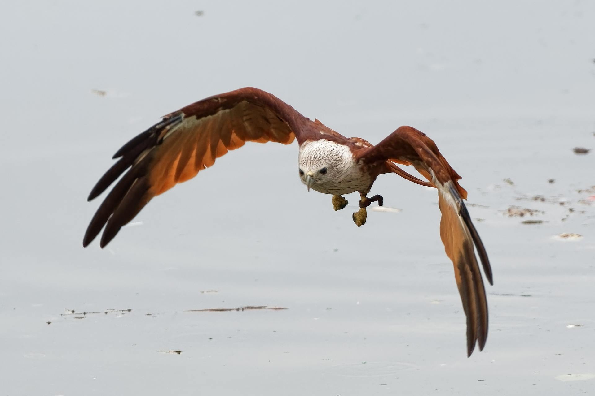 Brahminy kite in flight over water, showcasing its majestic wingspan and hunting skills.