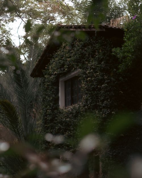 Free A picturesque ivy-covered house nestled in a lush forest, offering a serene escape. Stock Photo