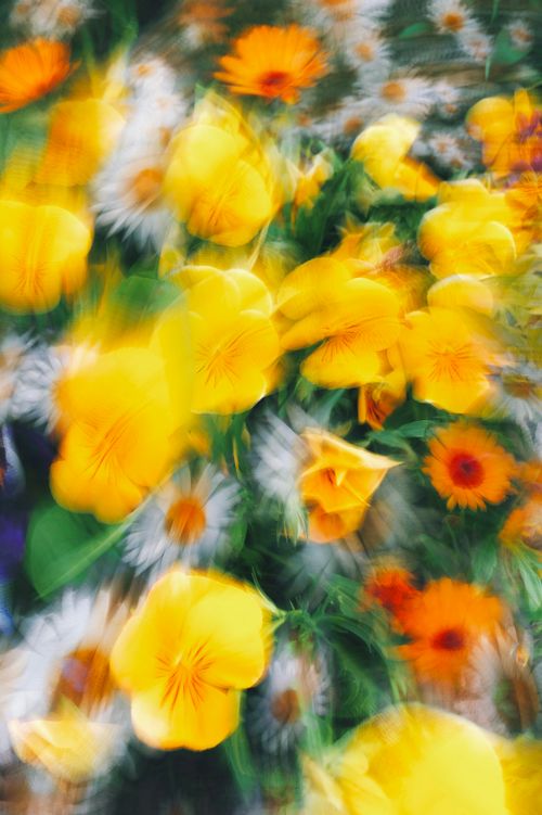 Free A striking abstract image of yellow and orange flowers with a dynamic motion blur effect. Stock Photo