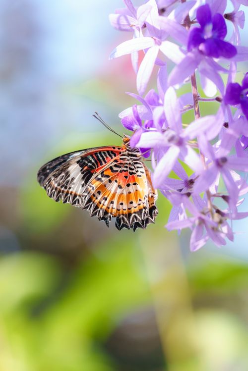 Free A colorful butterfly rests on vibrant purple flowers, showcasing nature's beauty. Stock Photo