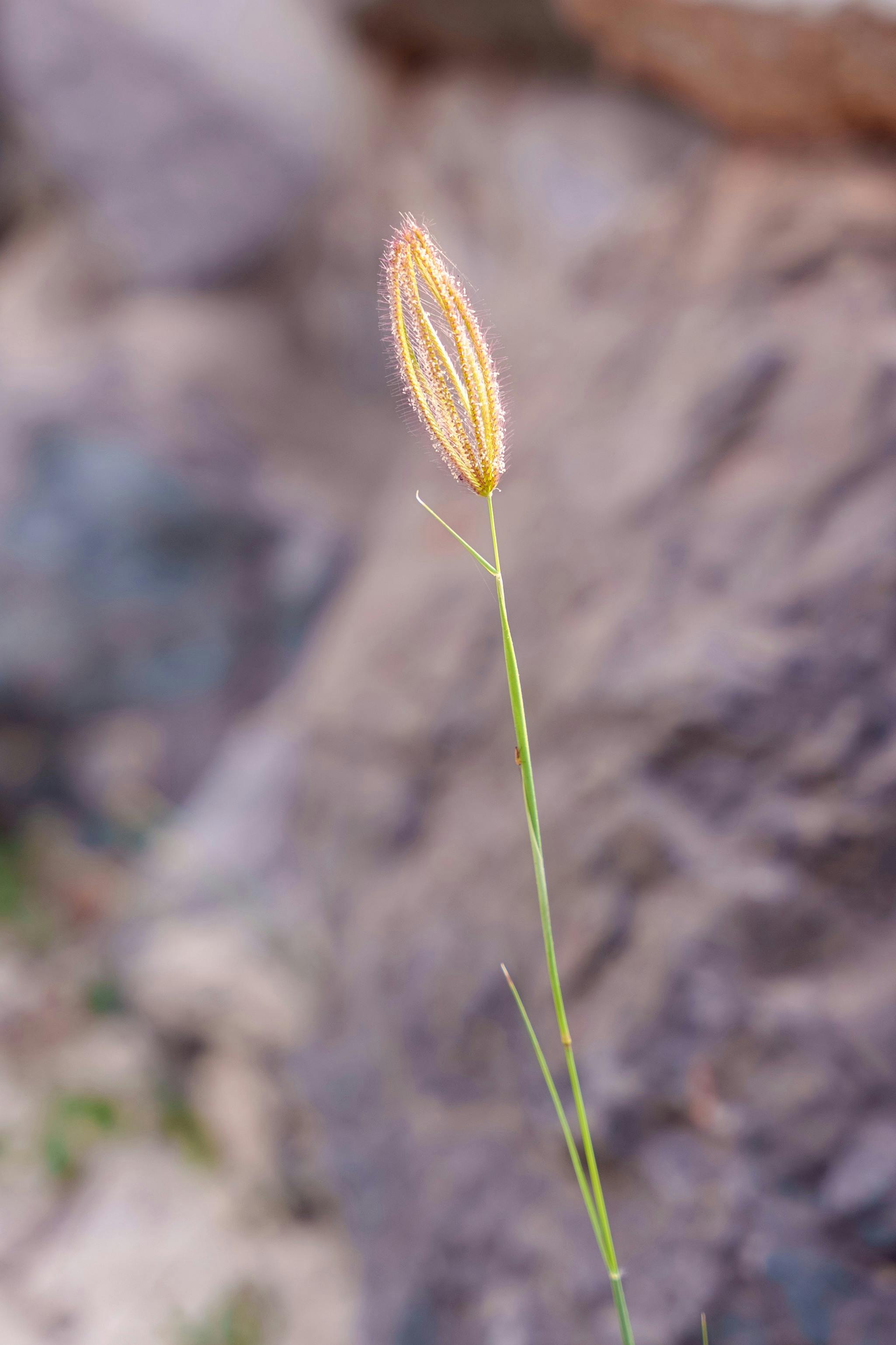免费 在模糊的天然岩石背景下，一根孤零零的草茎显得格外醒目。 素材图片