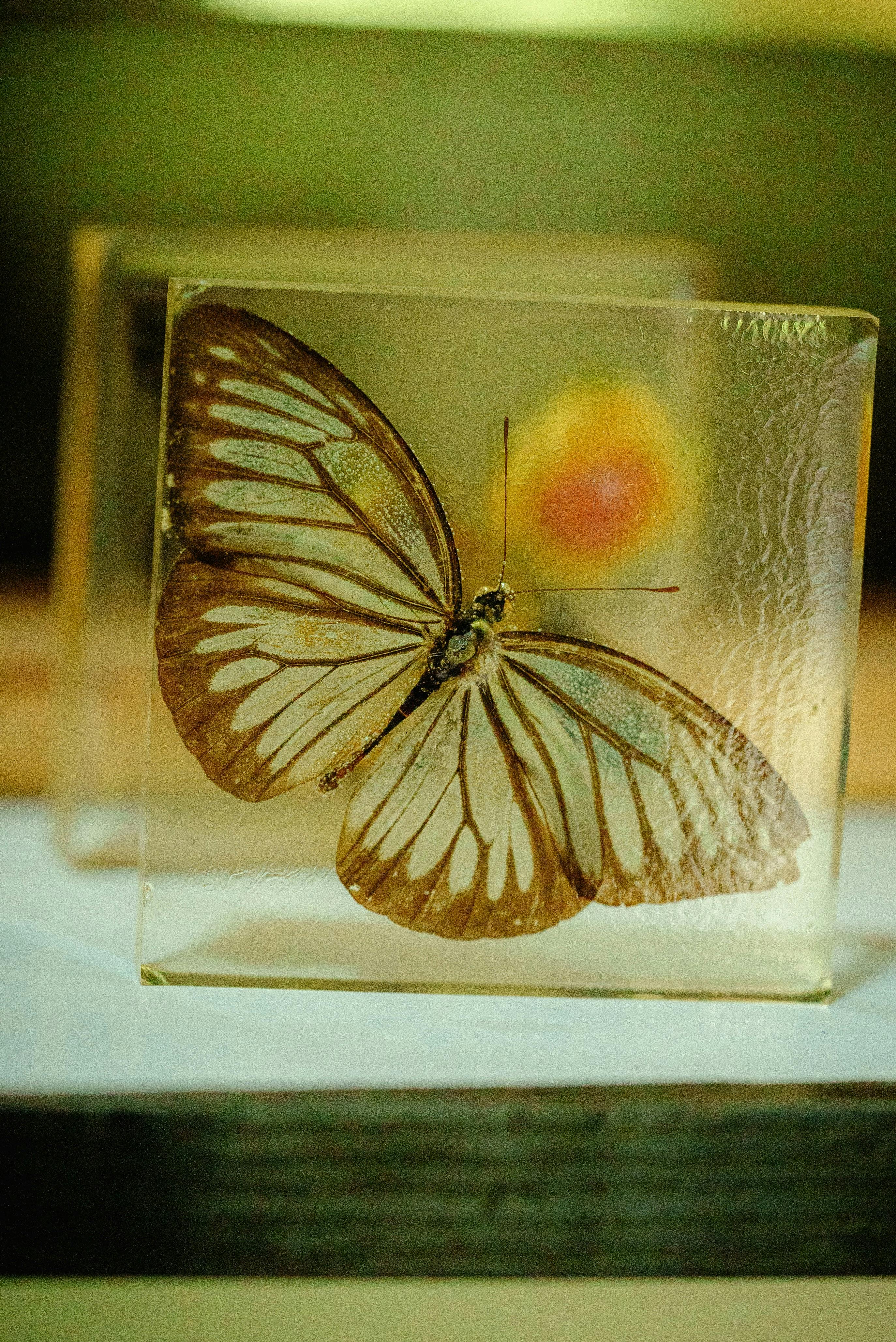 Zadarmo Detailný záber motýľa uchovávaného v čírej sklenenej vitríne s prepracovanými detailmi krídel. Fotka z fotobanky
