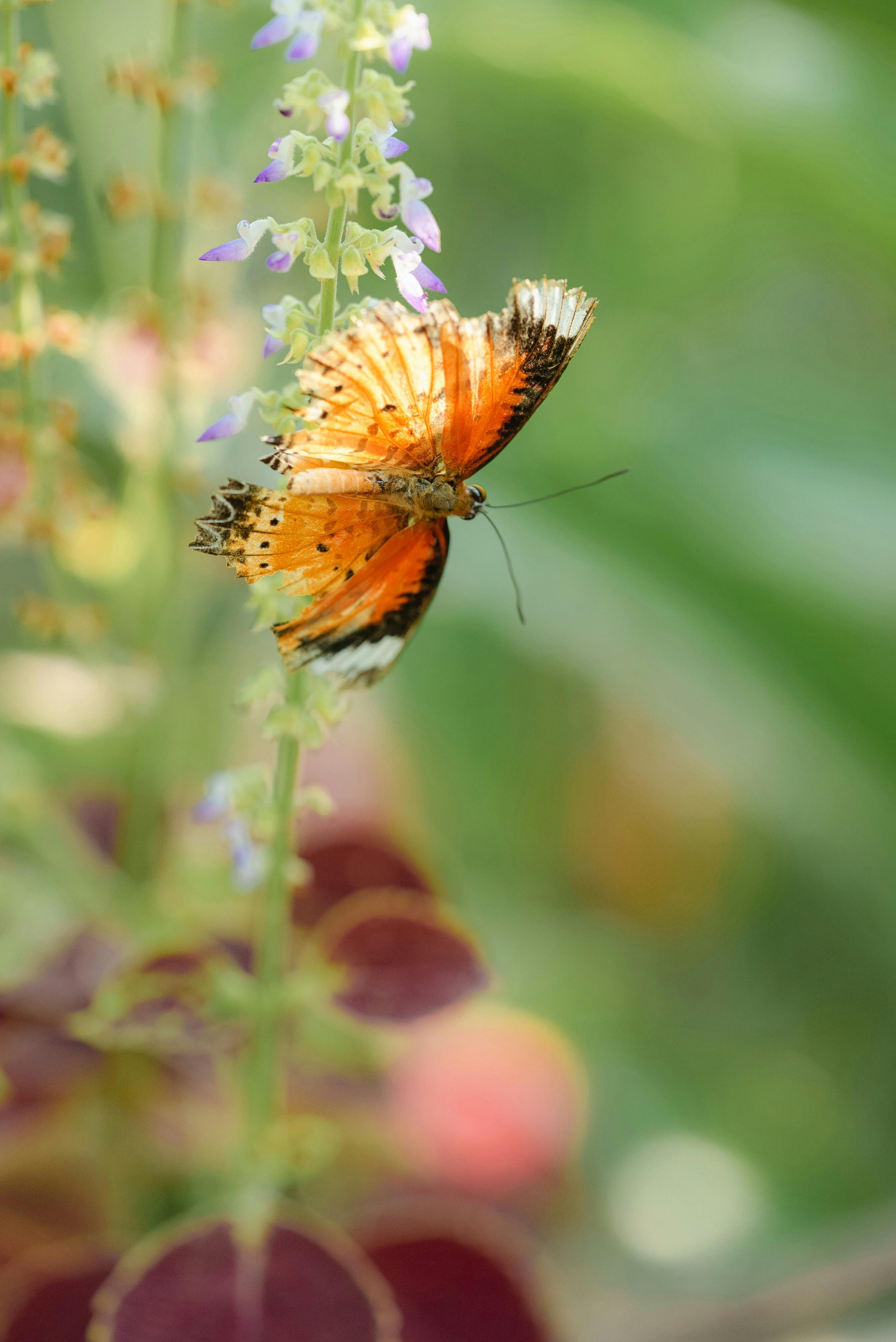 A vibrant orange butterfly perched on blooming flowers amidst lush greenery, showcasing nature's beauty.