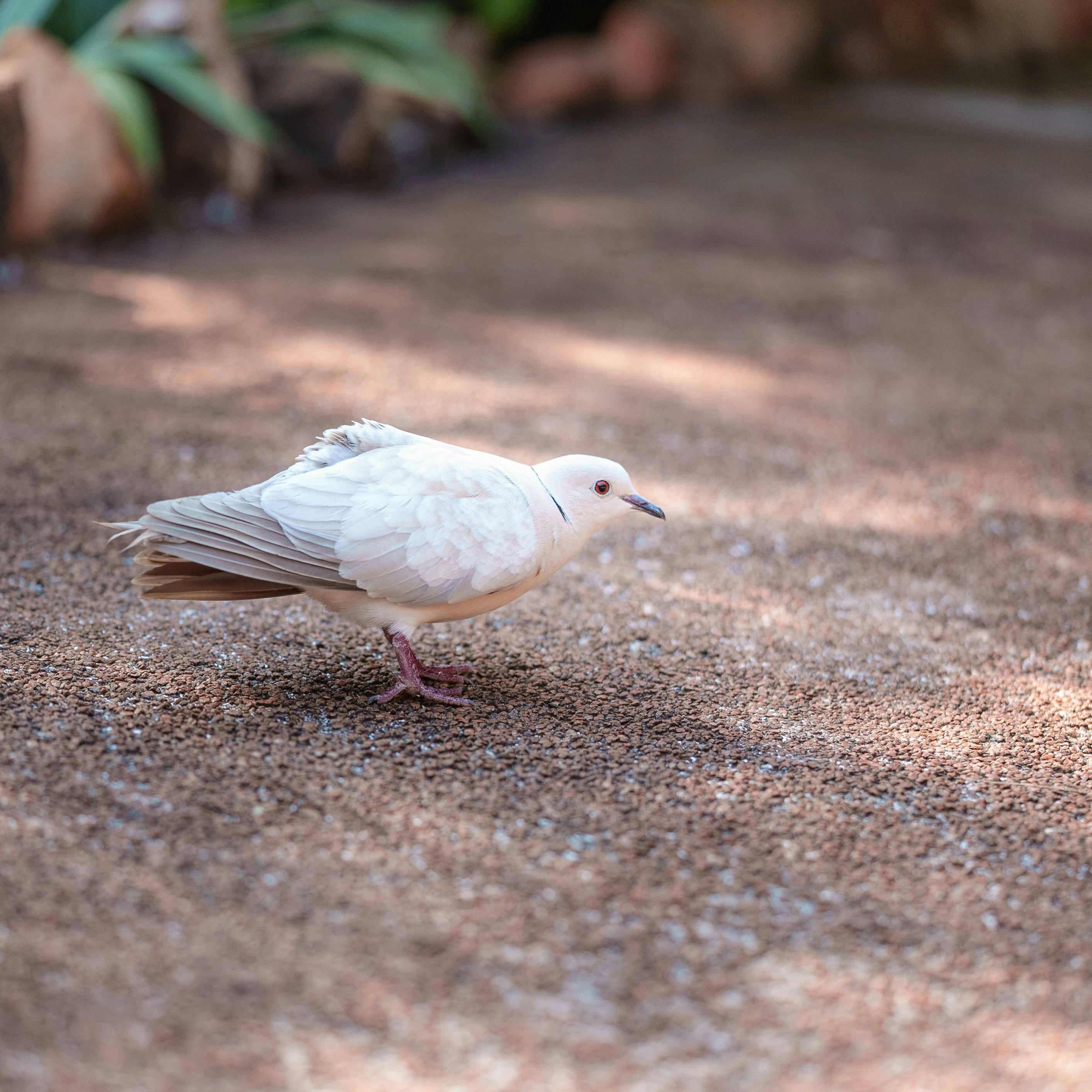 免费 一只宁静的白鸽在阳光明媚的户外鹅卵石小径上漫步。 素材图片