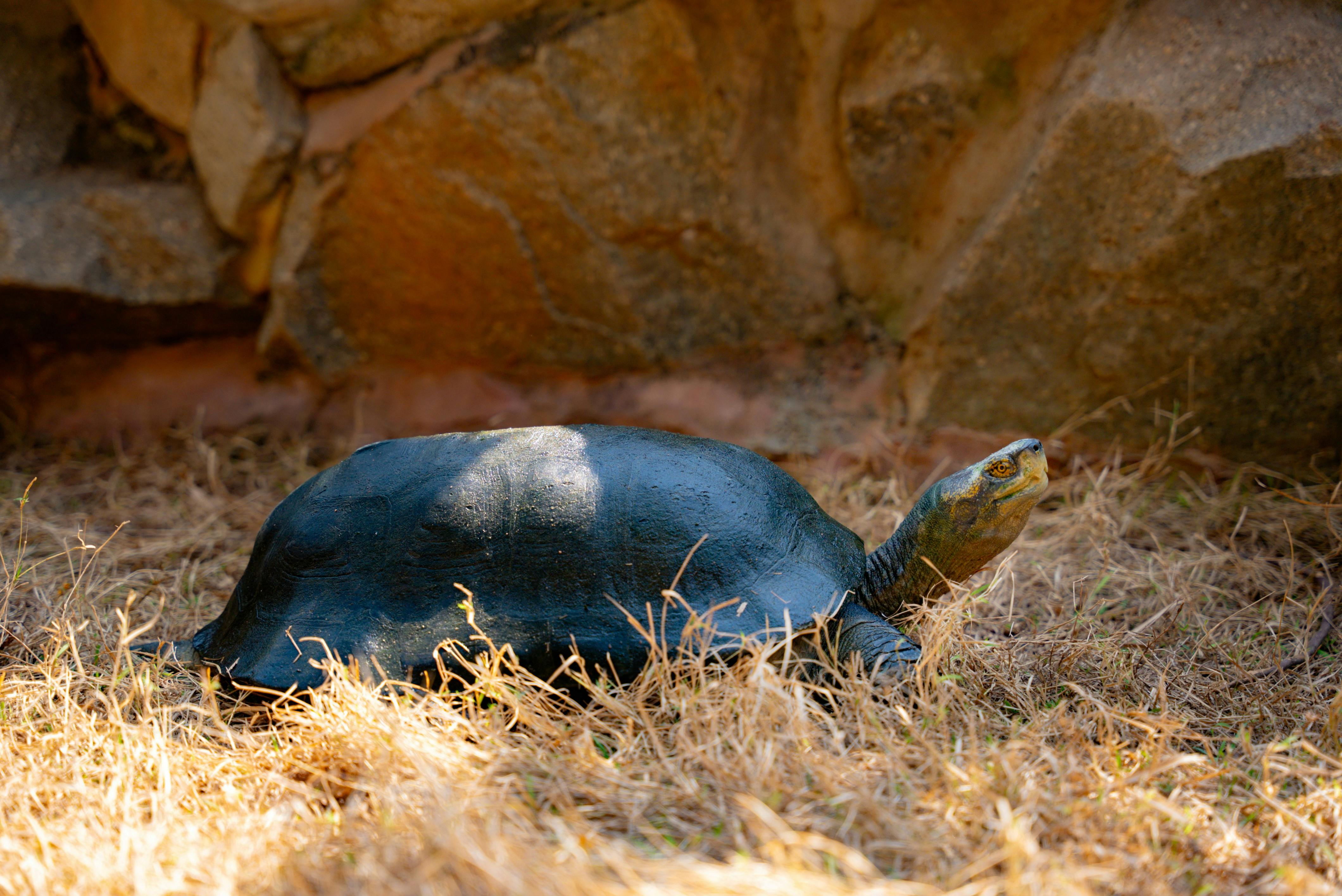 Zadarmo Sladkovodná korytnačka vyhrievajúca sa na slnku na skalnatom pozadí. Ideálne pre projekty s prírodnou tematikou. Fotka z fotobanky