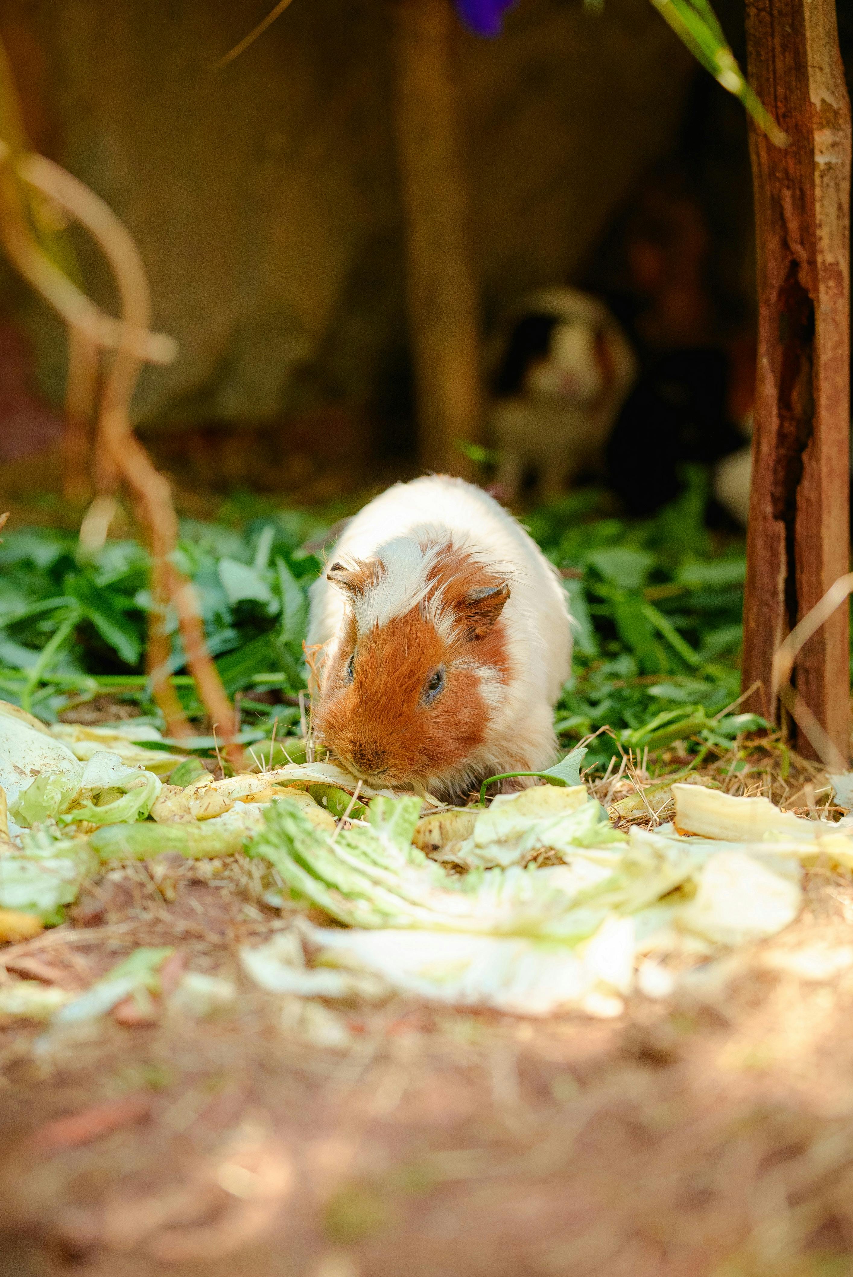 免费 兔子 素材图片