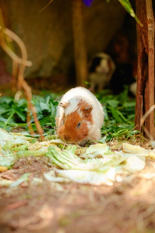 Free A cute guinea pig nibbling on fresh lettuce in a sunny outdoor garden setting. Stock Photo