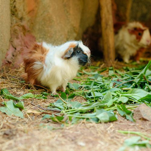 Free Two multi-colored guinea pigs explore their enclosure, surrounded by fresh green leaves. Stock Photo