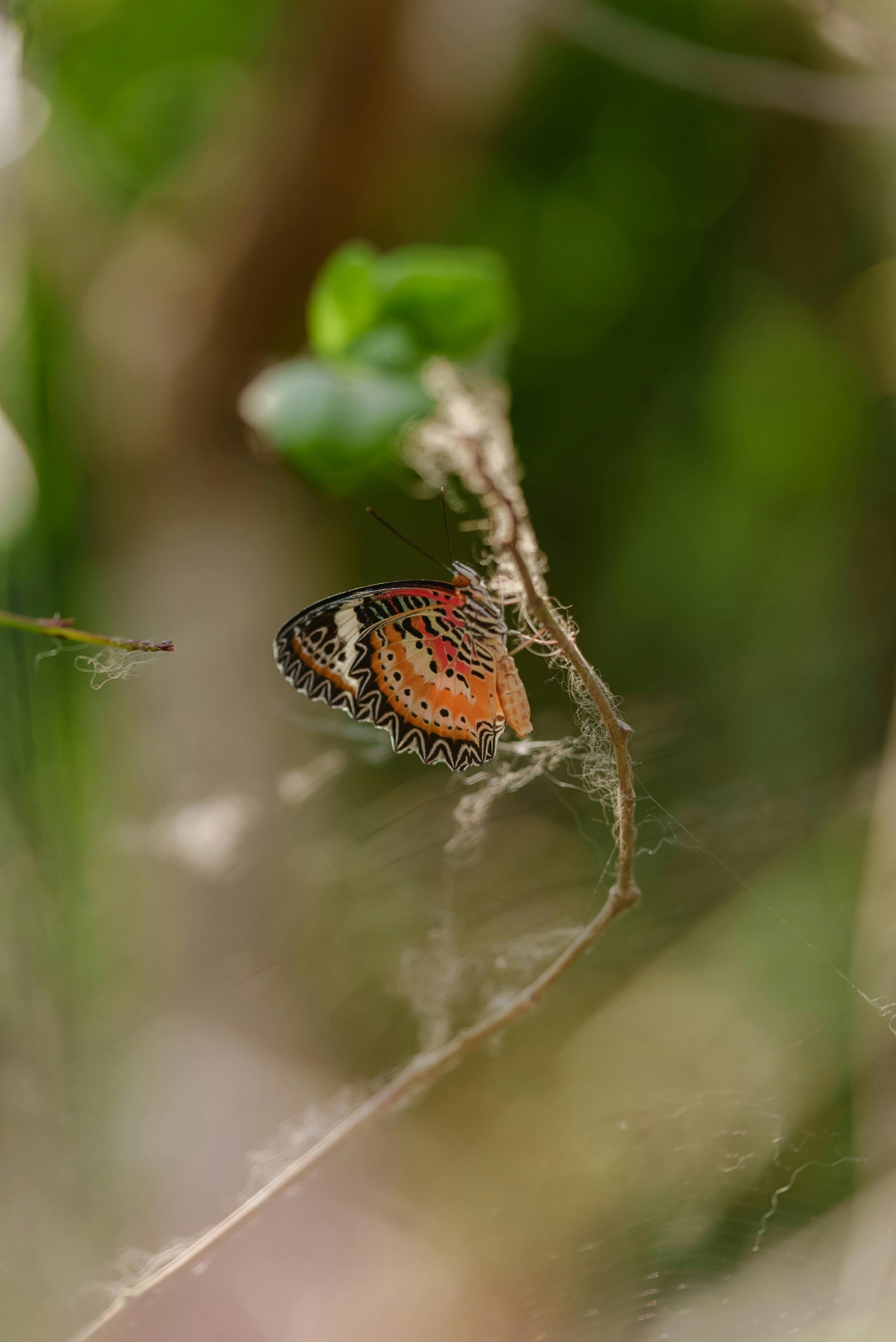 免费 特写镜头：一只色彩斑斓的蝴蝶栖息在宁静的自然环境中的一根树枝上。 素材图片