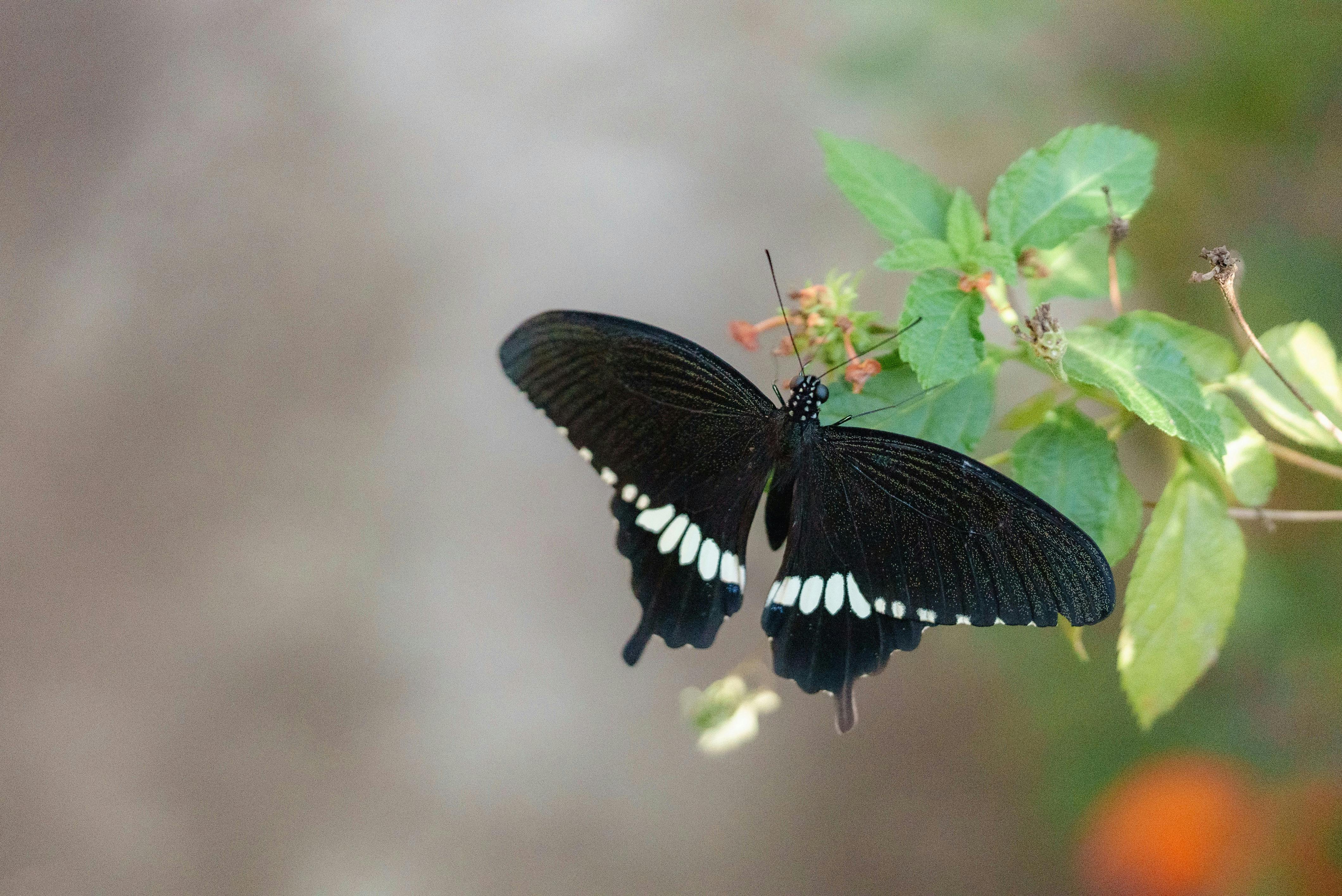 免费 蝴蝶 素材图片
