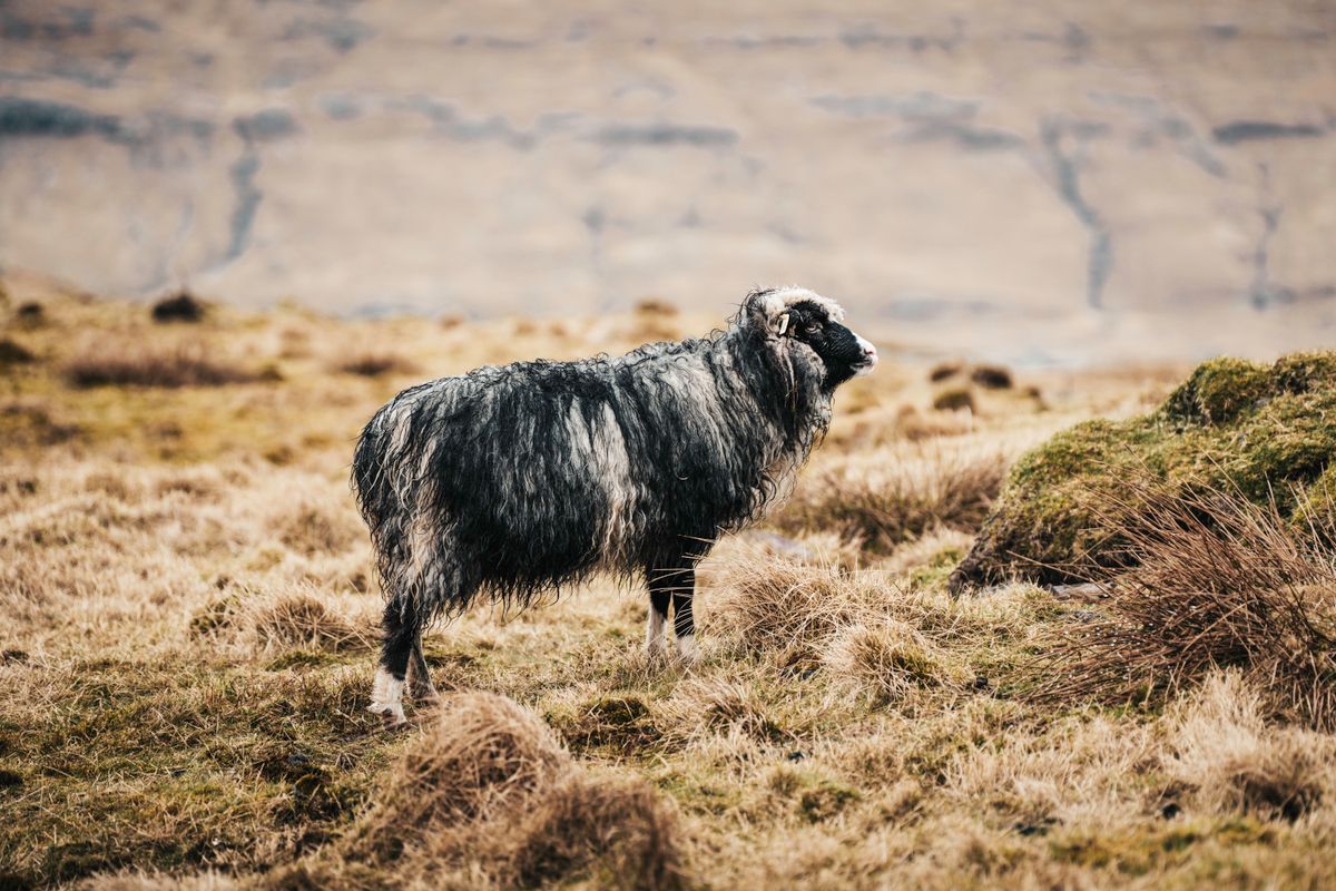iceland-sheep-stock-photo-470864189-shutterstock