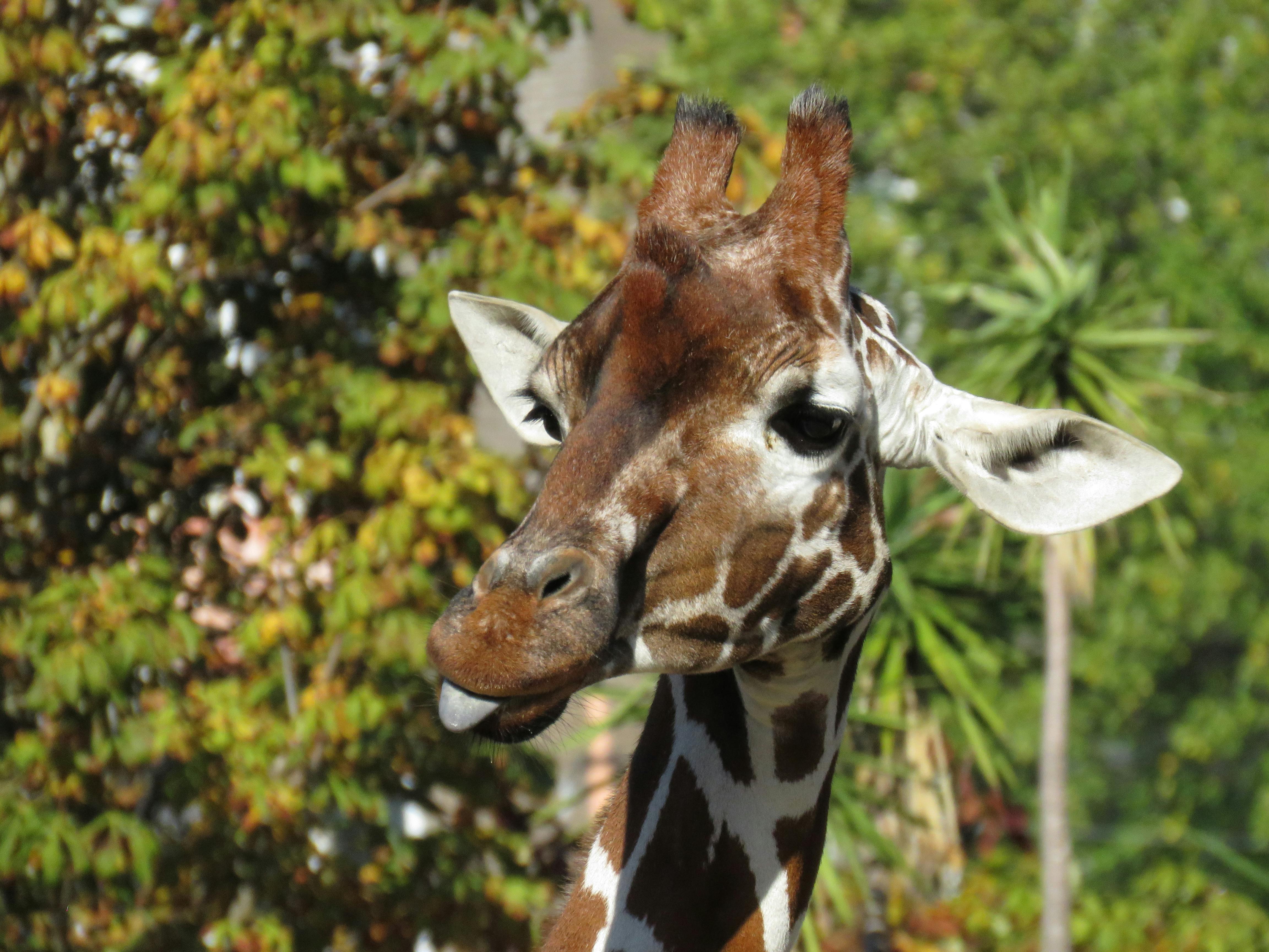 Free stock photo of funny, giraffe, Goofy