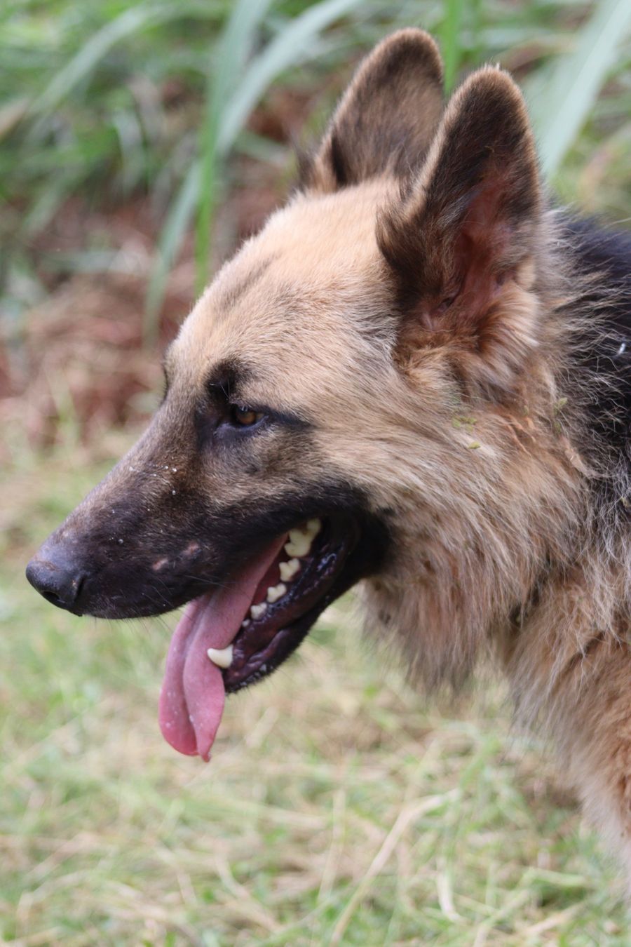 Deutscher Schäferhund im Freien