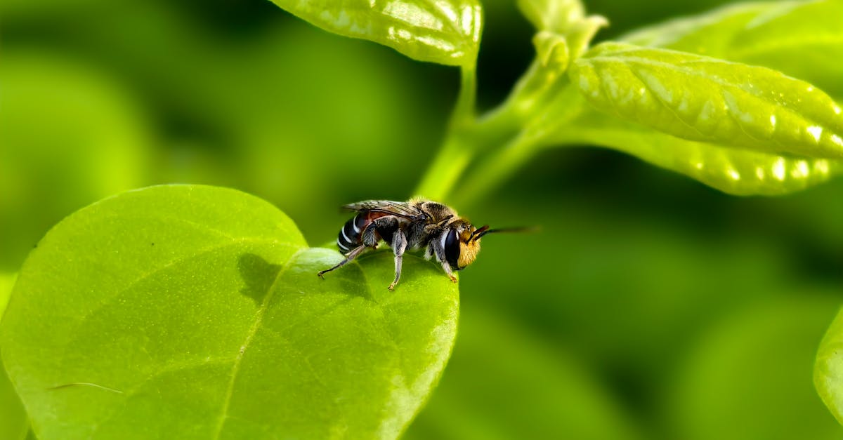 Macro Shot of Insect on Green Leaf in Gujarat · Free Stock Photo