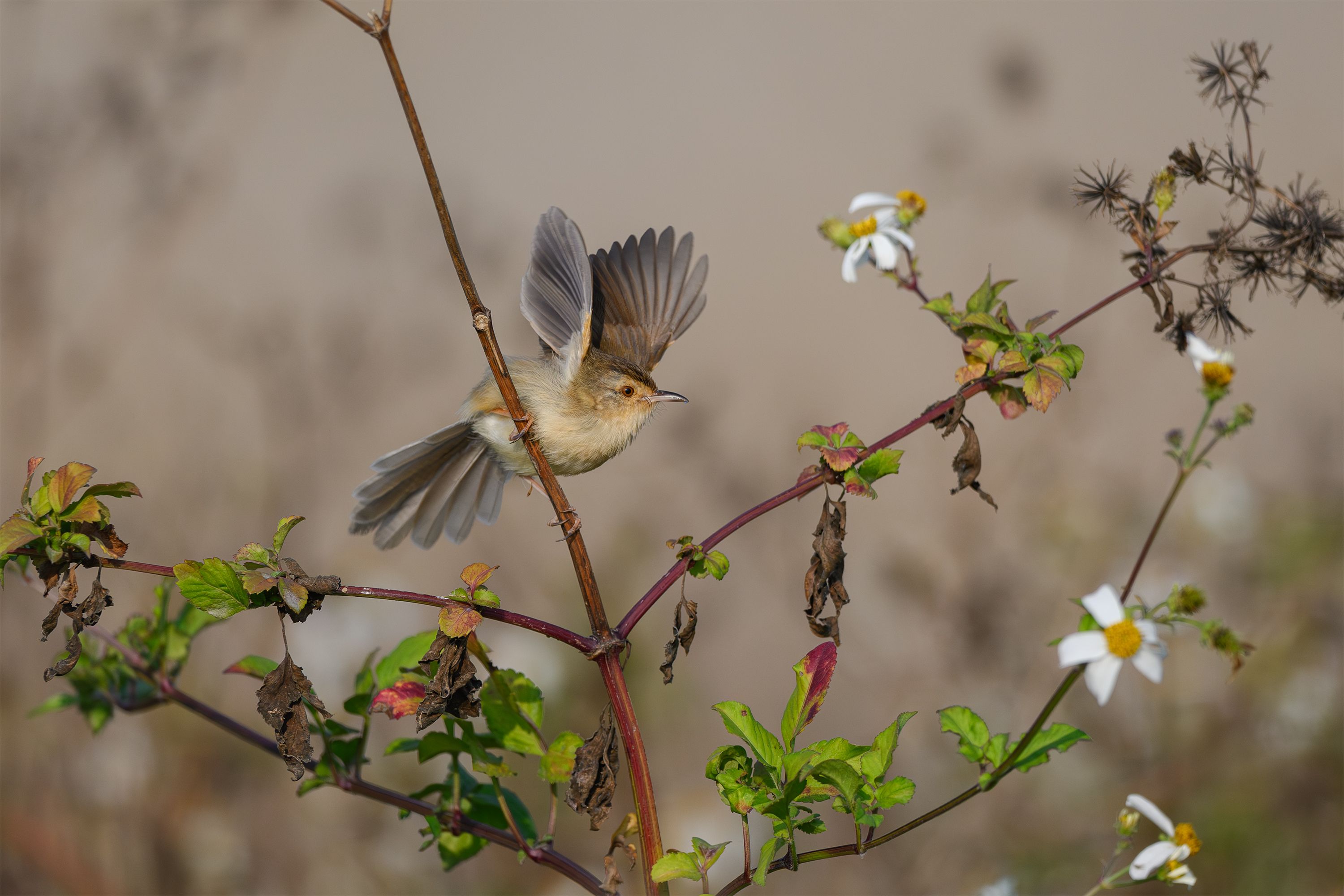 Small Bird in Flight Among Wildflowers · Free Stock Photo