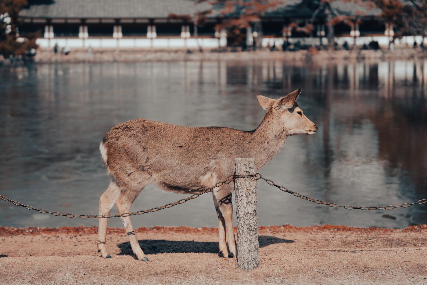 A sika deer standing beside a pond in Nara Park, Japan, in autumn light