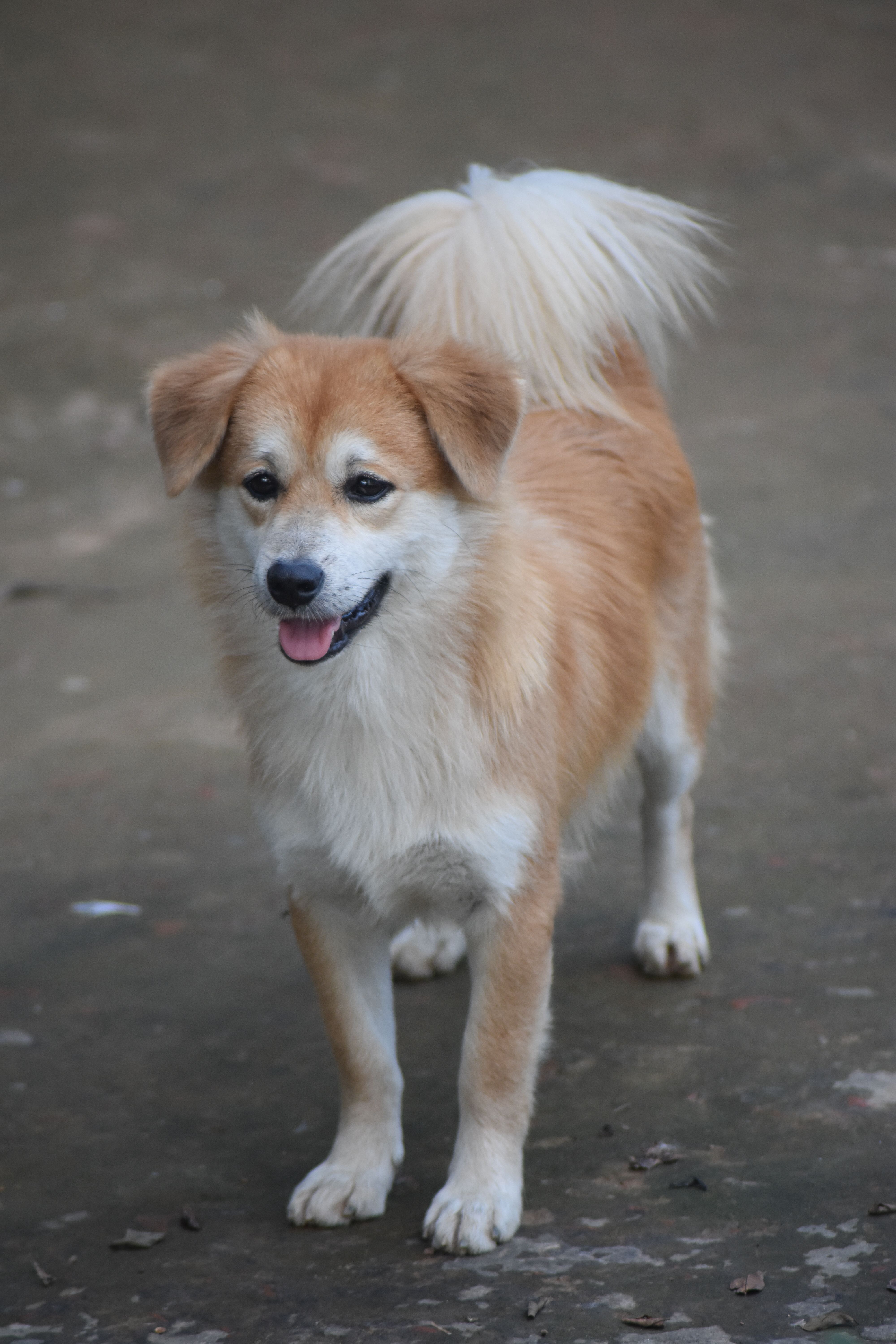 A cheerful golden retriever stands on a paved surface, full of energy.