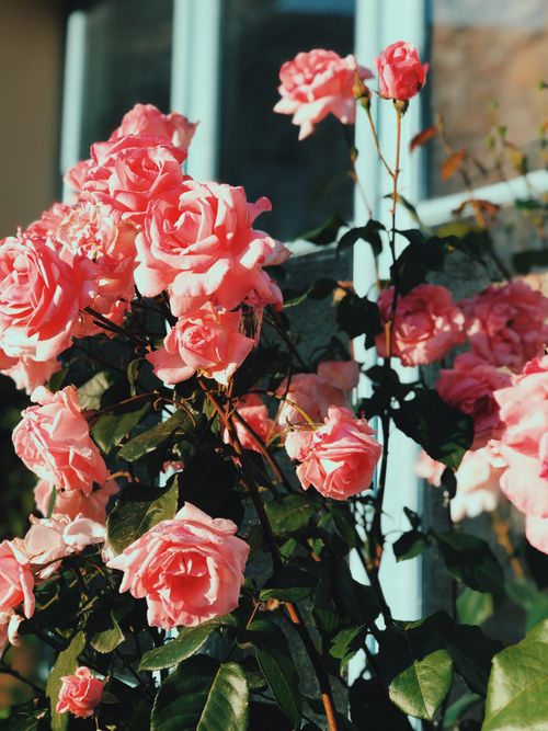 Free Beautiful pink roses in full bloom, glowing in sunlight against a garden backdrop. Stock Photo