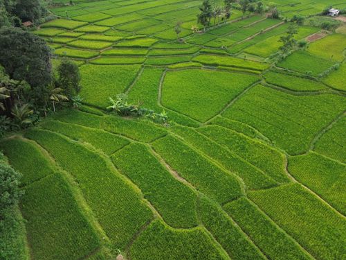 Free Aerial view of vibrant green rice terraces in Banten, Indonesia, showcasing agricultural beauty. Stock Photo