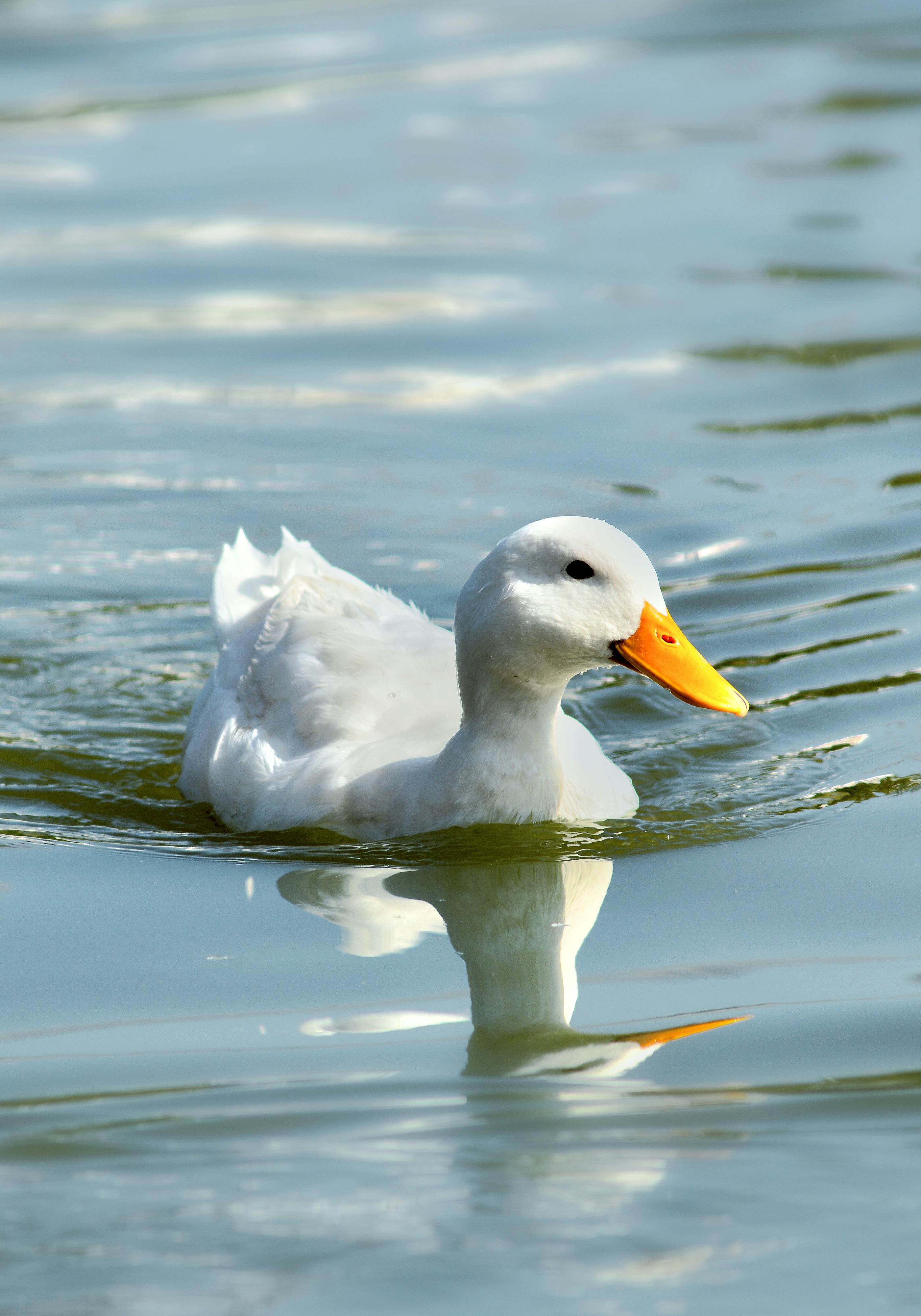 A white domestic duck gently glides across a serene lake, reflecting its image in the still water.