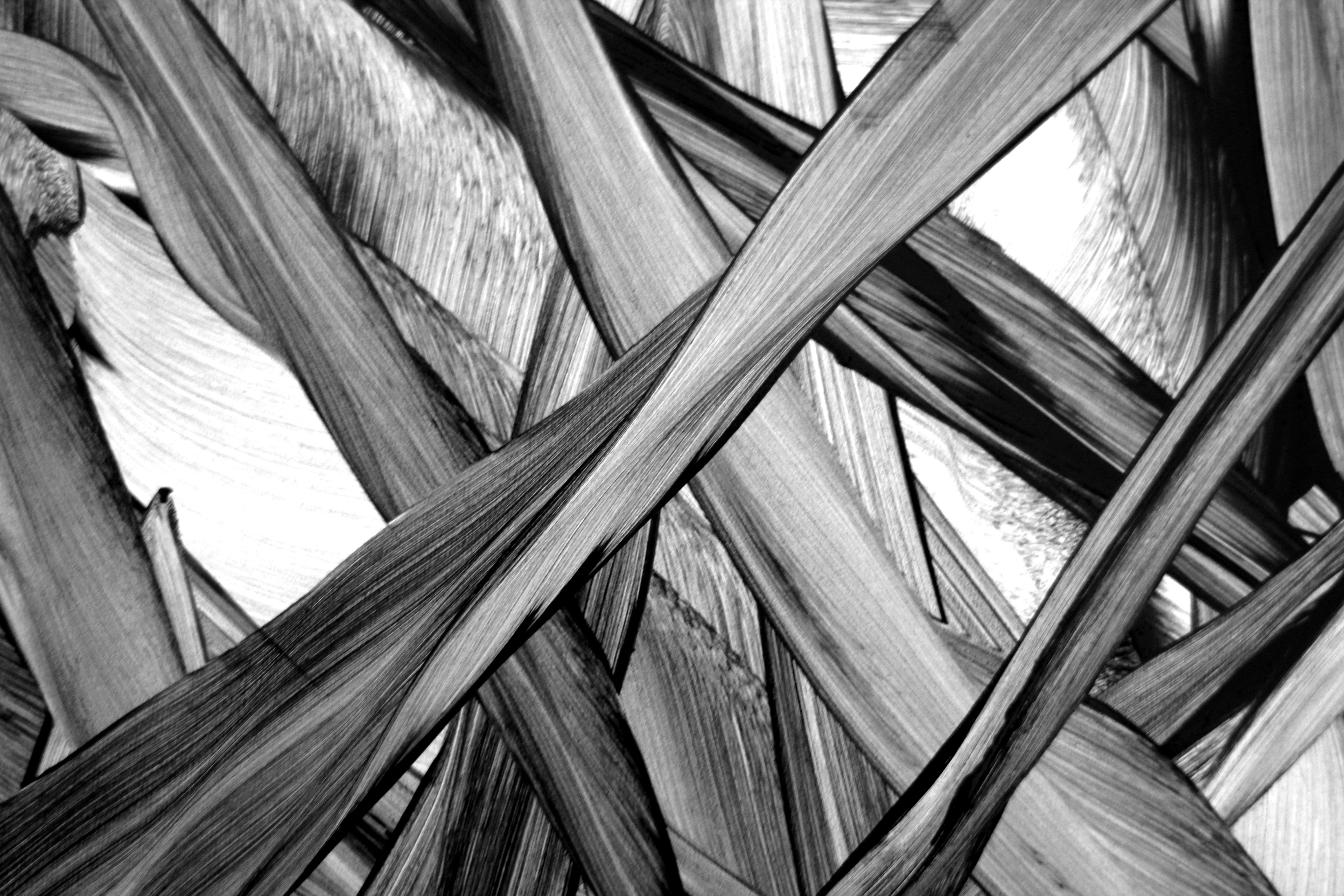Abstract Black and White Texture Pattern of Leaves · Free Stock Photo