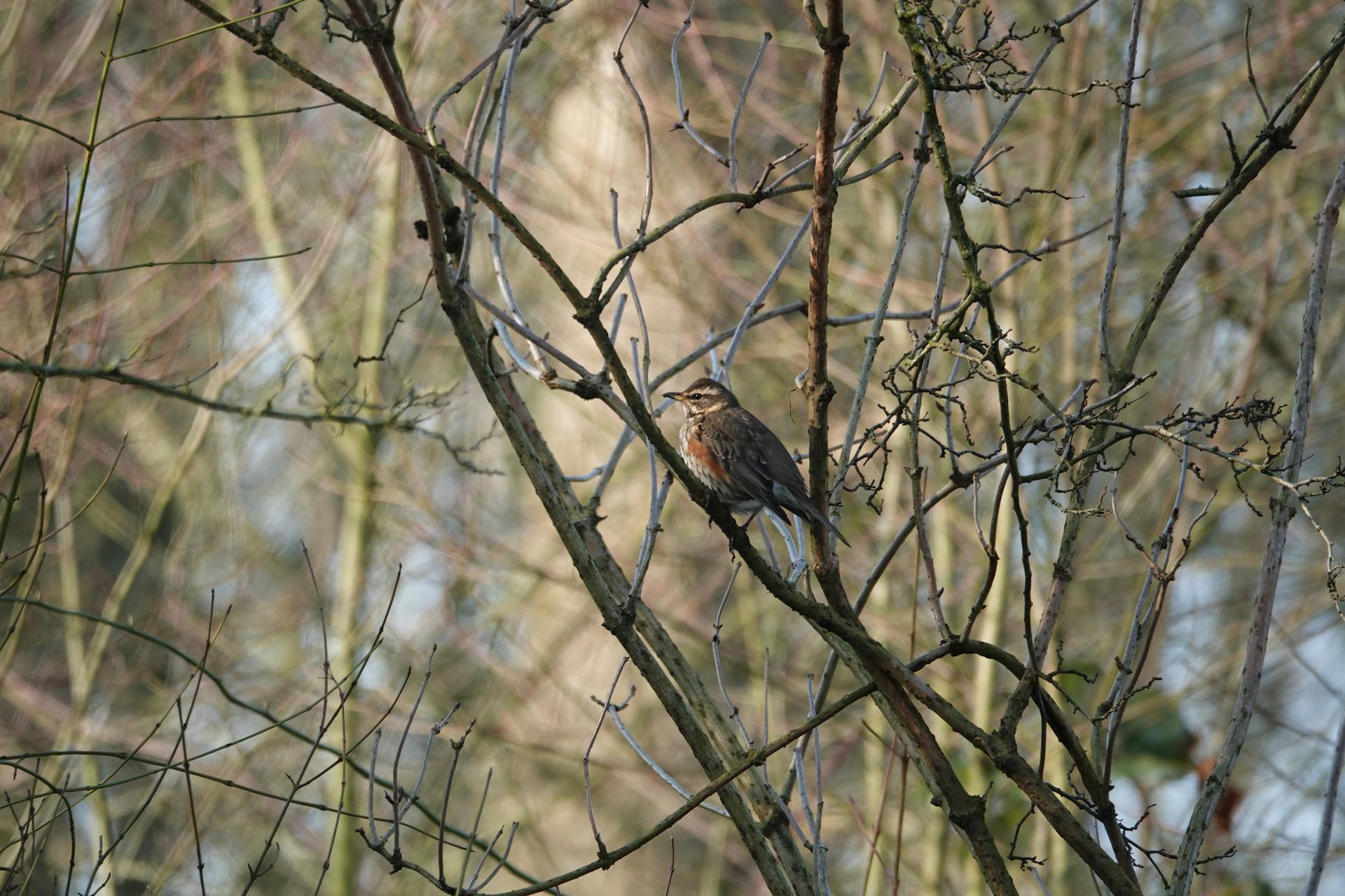 A Redwing bird perched on a branch amidst a tangle of winter branches in Gouda.